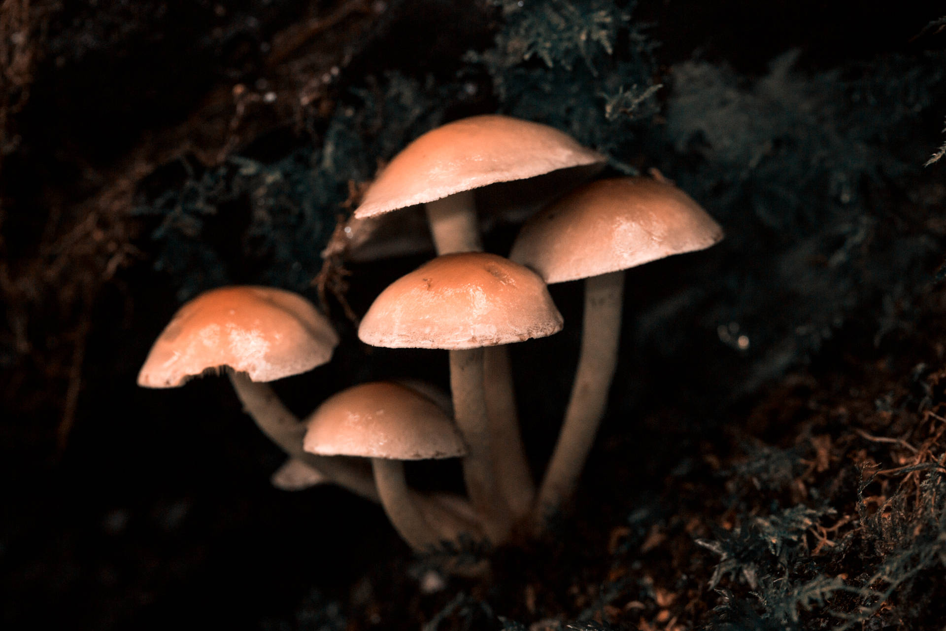 在陰暗苔蘚森林地面生長的蜜桃色蘑菇簇