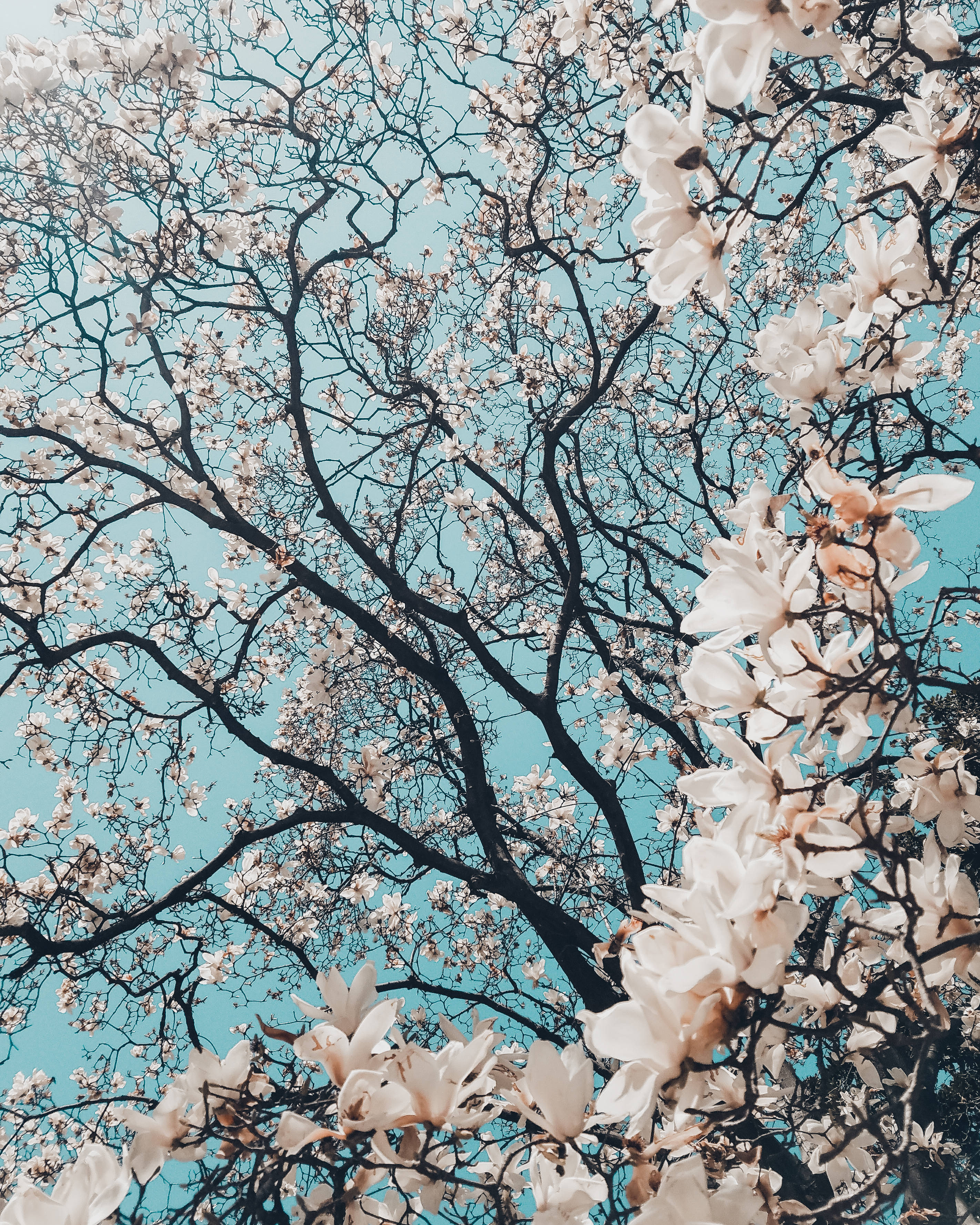 黑暗環境中的巨大白色樹木 壁紙 — 白色木蘭花在深色樹枝上綻放，襯托著充滿活力的藍綠色天空。