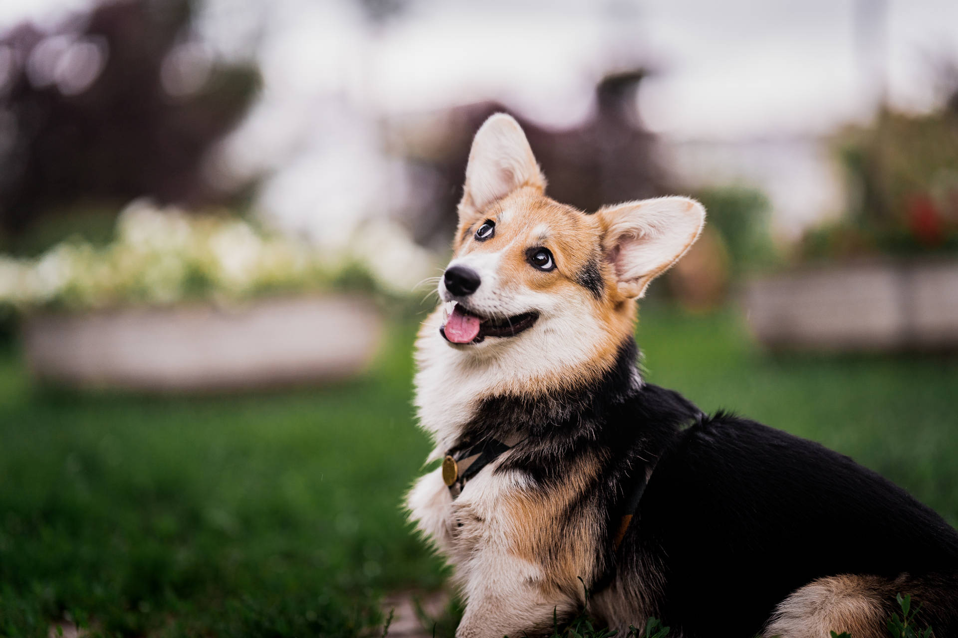 一隻快樂的哥基犬坐在綠色草地上，伸出舌頭向上看。