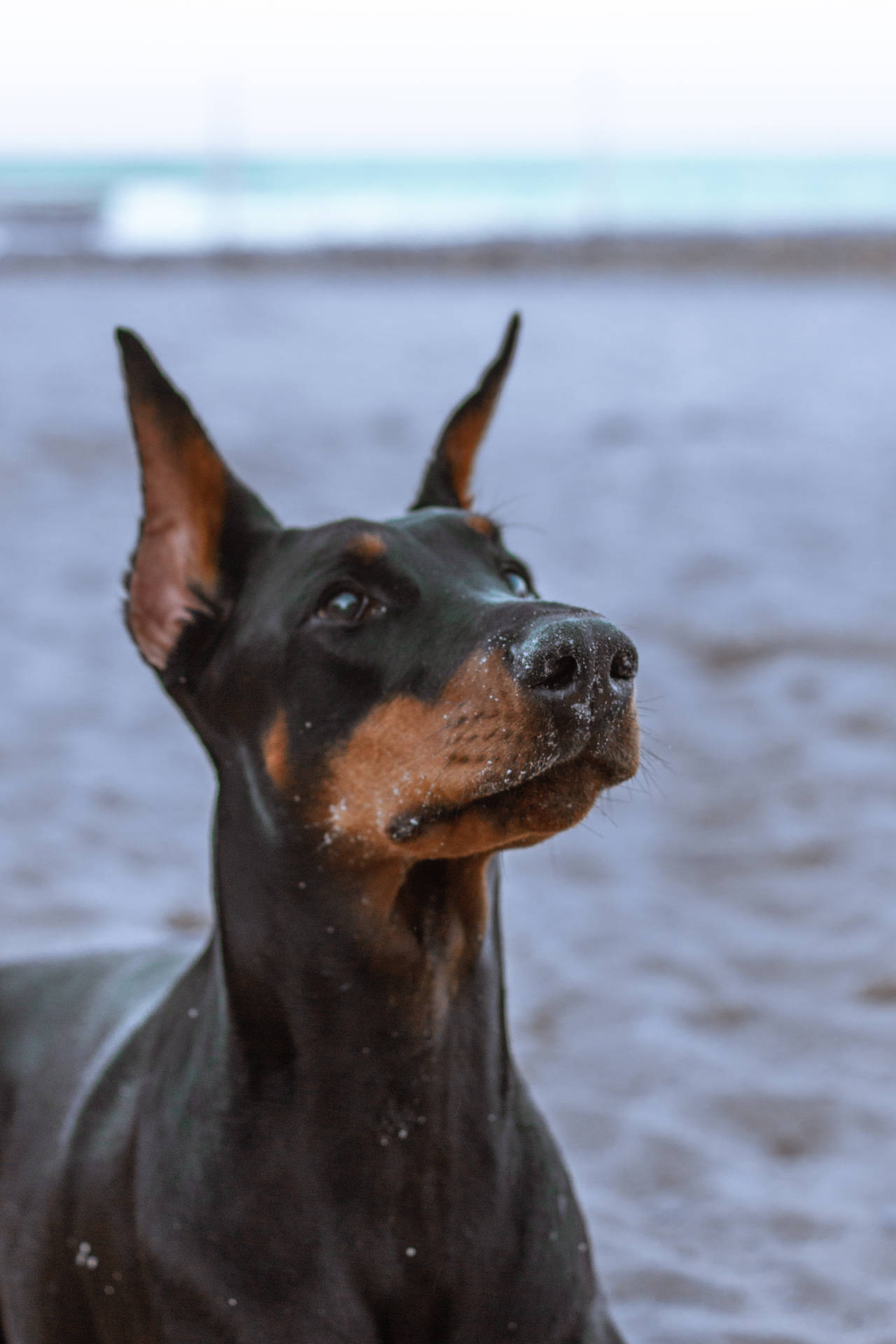 杜賓犬在海灘上仰望，口鼻沾沙
