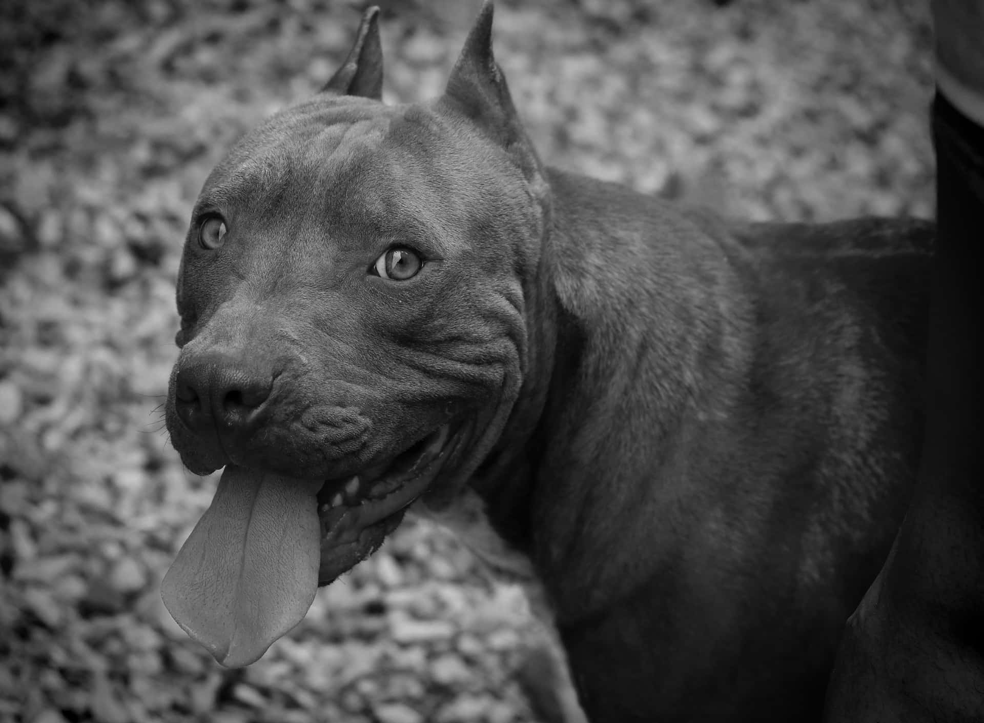 一隻比特犬伸出舌頭，以黑白畫面看著鏡頭。