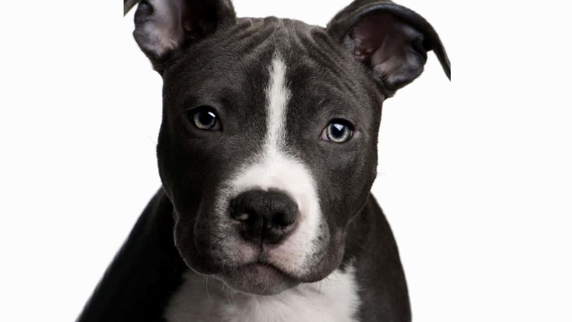 黑白幼犬特寫，藍色眼睛望住鏡頭。