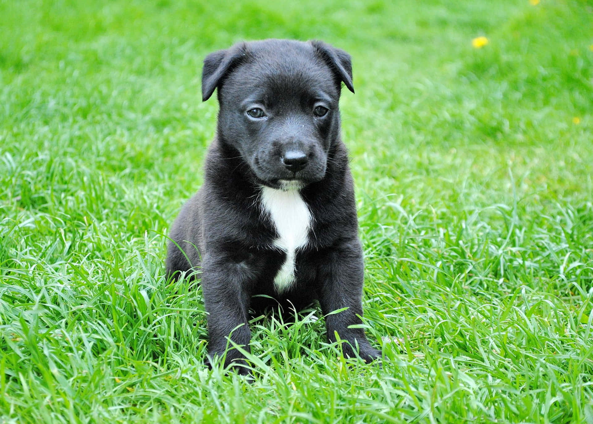 黑色小狗白色胸部坐在綠色草地上