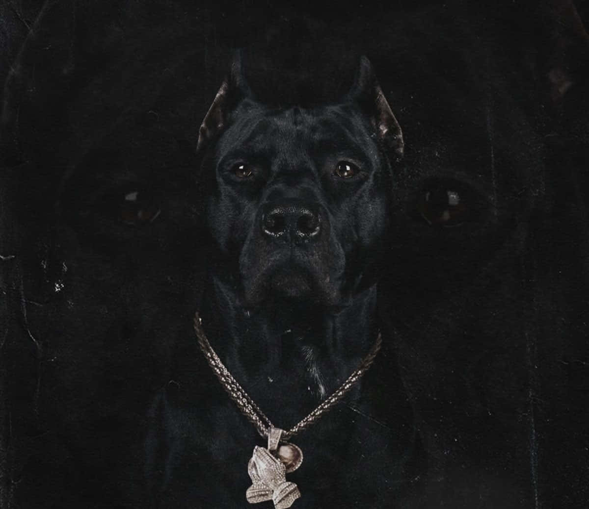 黑色卡斯羅犬戴著鑽石祈禱手吊墜項鍊。