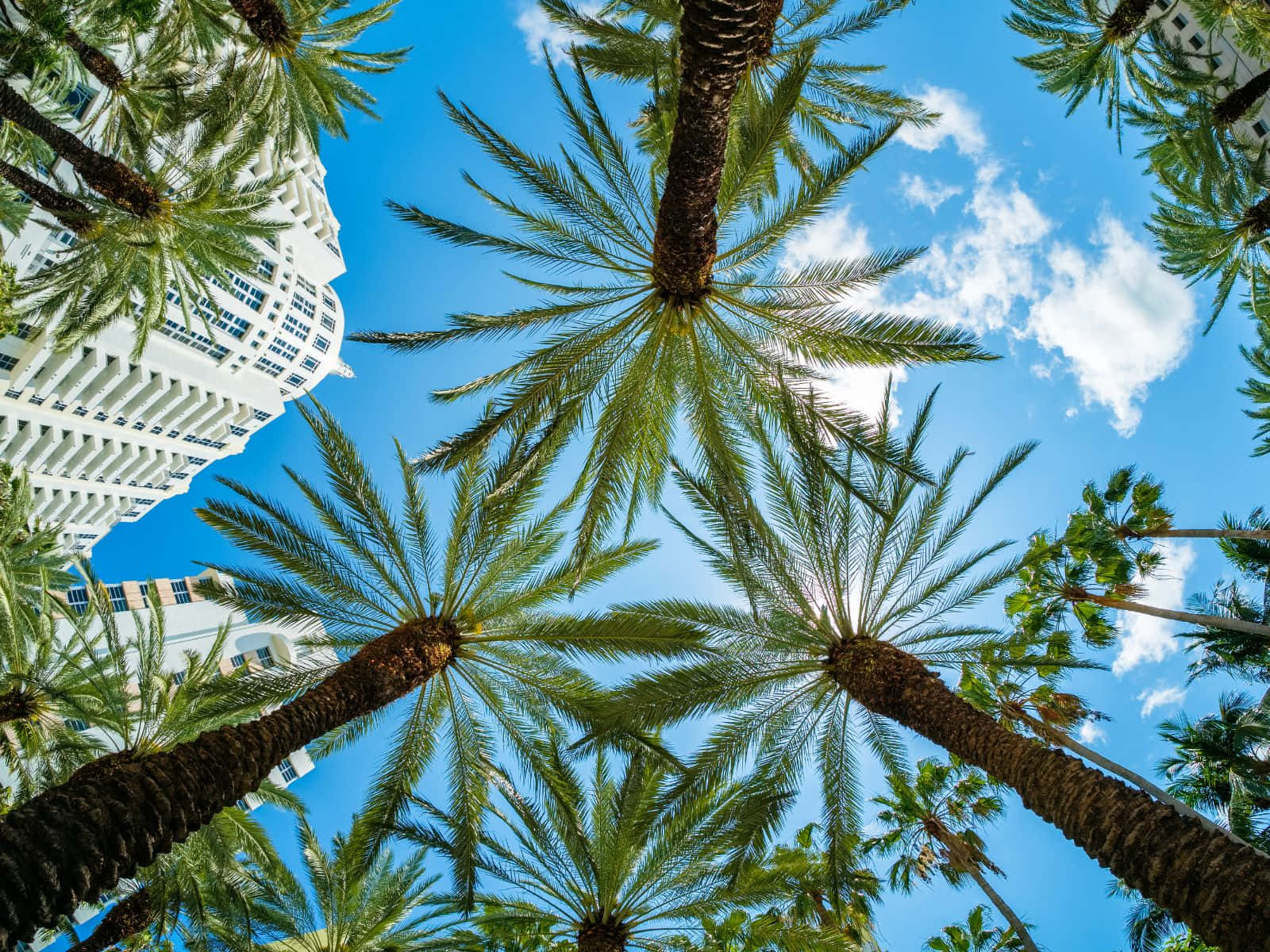 棕櫚樹和白色建築，背景是藍天白雲。
