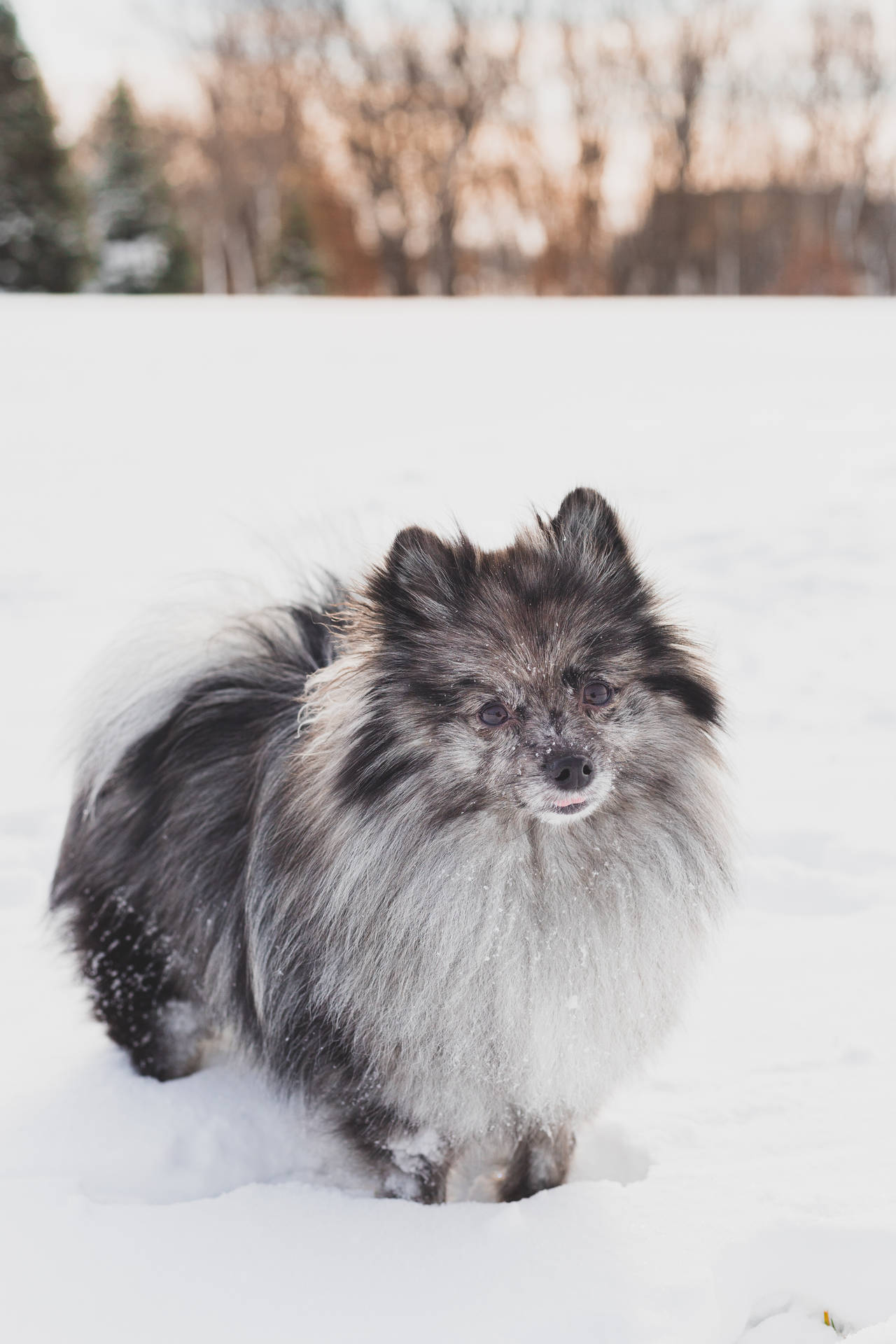 毛茸茸的灰白色博美犬在戶外雪地中站立。