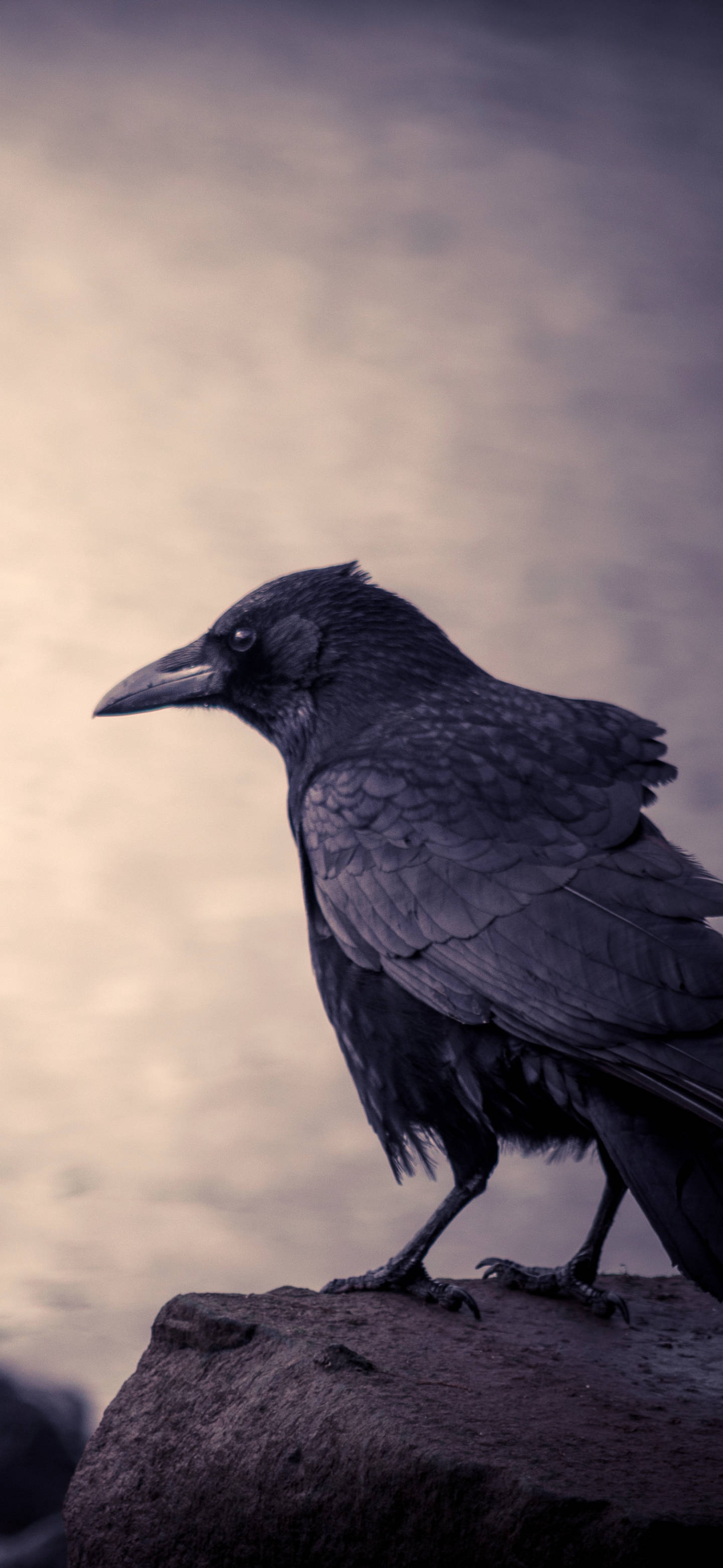 黑烏鴉鳥 iPhone 13 Pro 壁紙 — 一隻孤獨的黑色烏鴉棲息在一塊粗糙的石頭上，背景柔和模糊，帶有柔和的紫色和黃色。