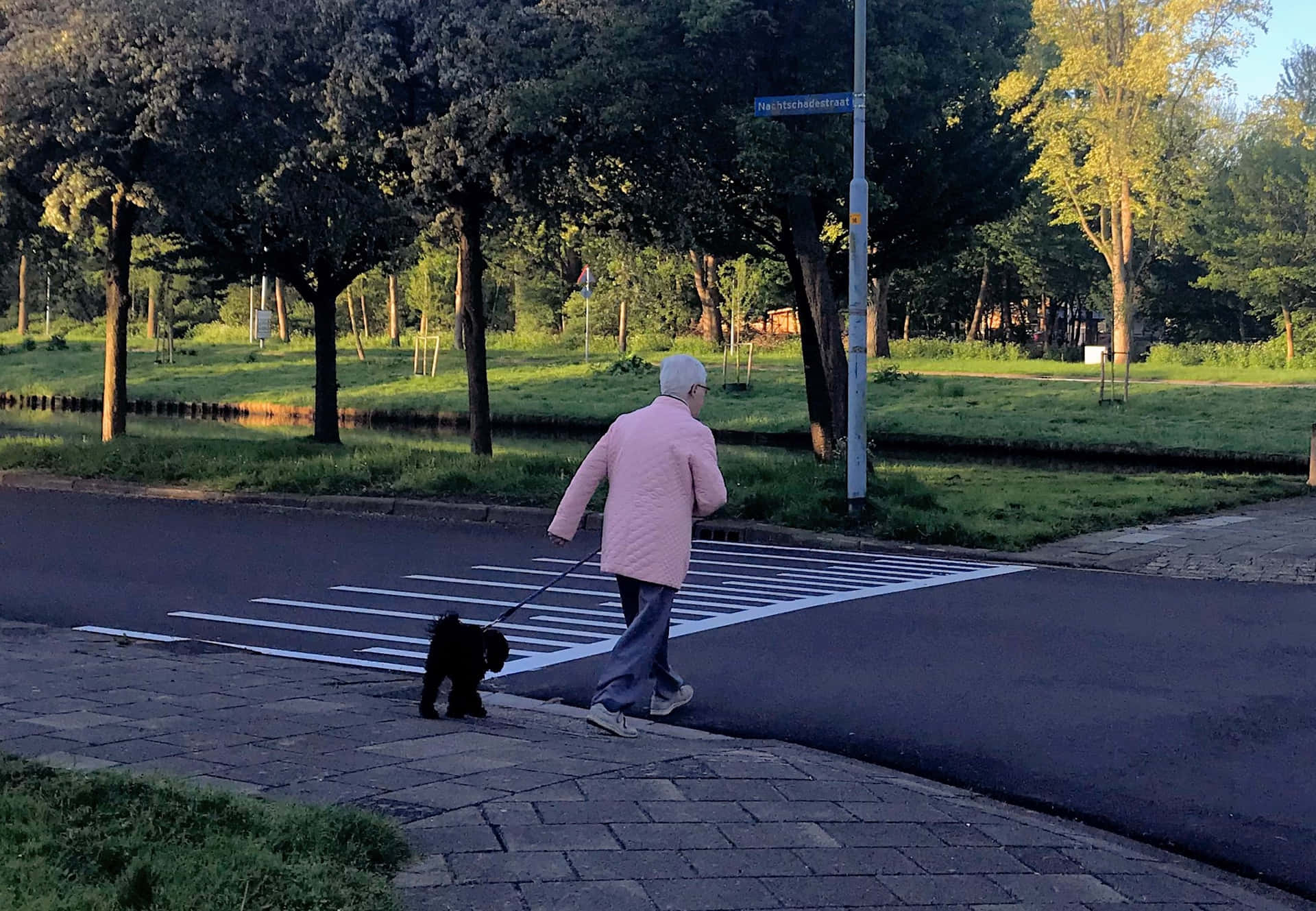 一位長者在日落時帶著一隻小黑狗過馬路。