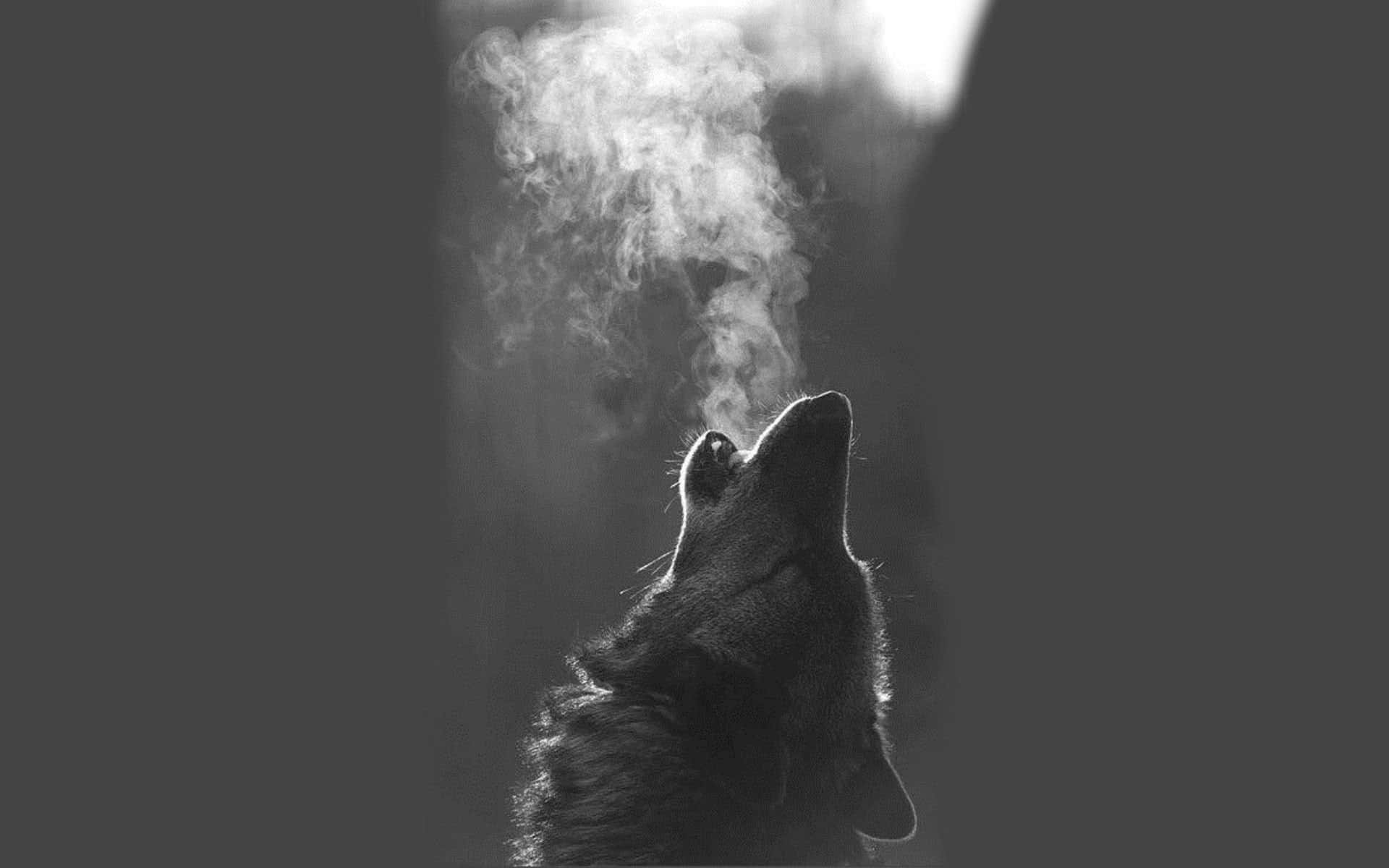 黑狼在絢麗的黃昏天空下長嚎 壁紙 — 一隻狼向上嚎叫，煙霧在牠頭頂纏繞，形成戲劇性的黑白畫面。