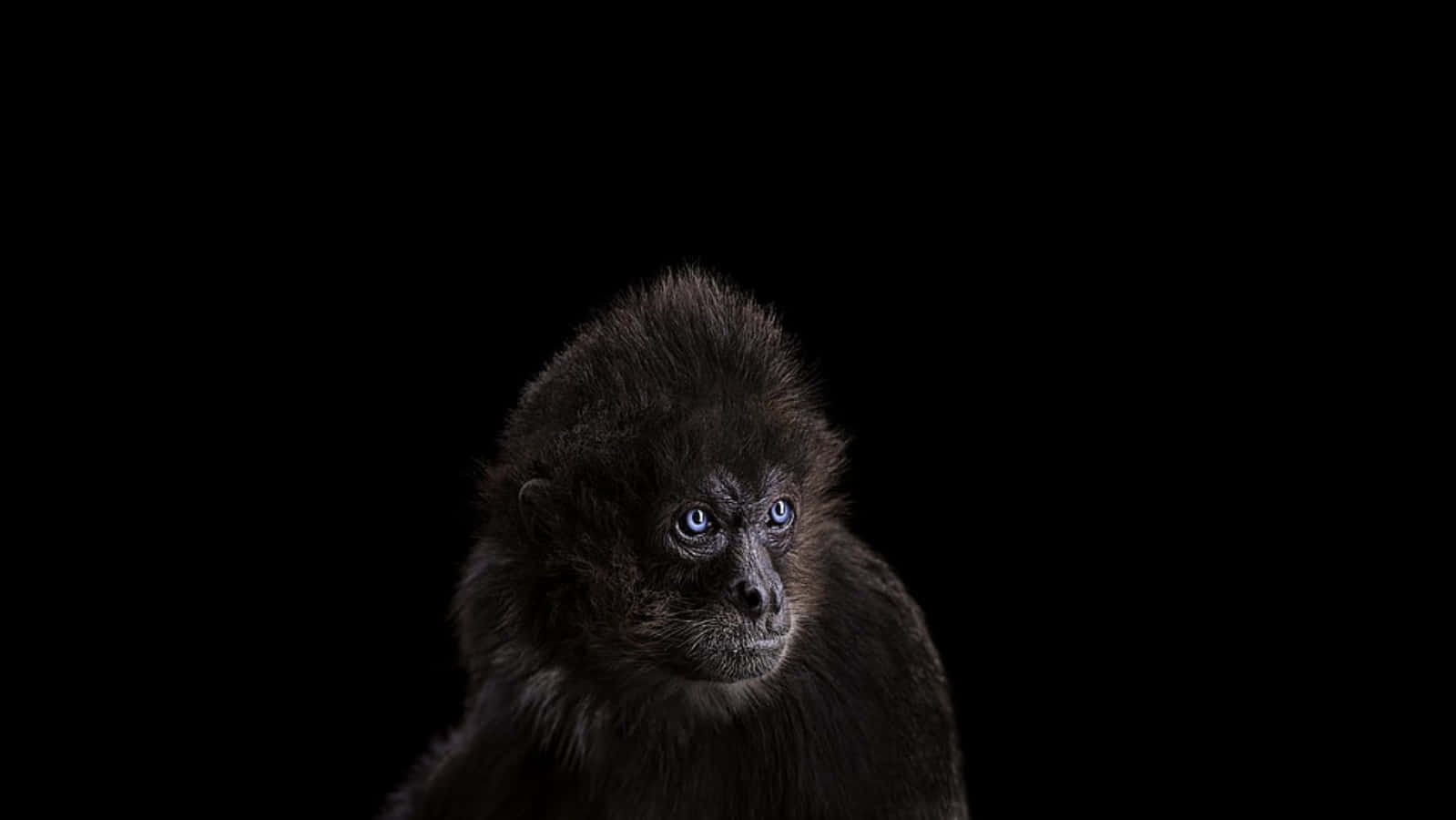 一隻藍眼睛的小猴子在黑色背景前凝視。