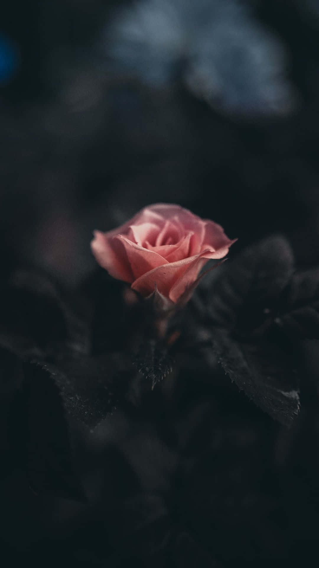 一朵粉紅玫瑰對焦，背景有深色樹葉和模糊效果。 — 黑色玫瑰 GIF 壁紙