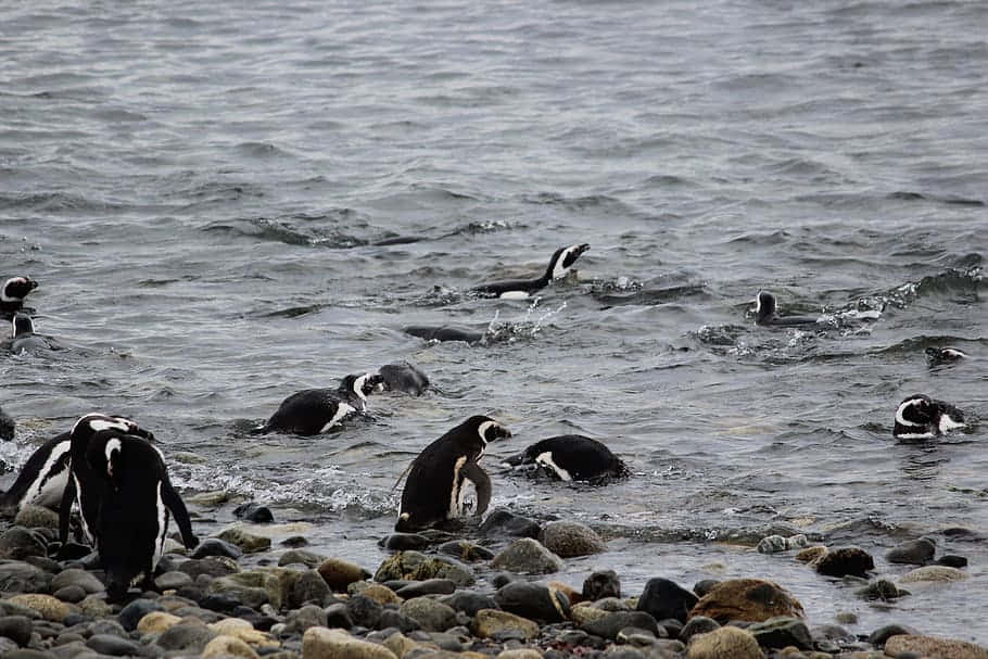 Penguin Tux 桌布 壁紙 — 黑白企鵝在岩石海岸附近波濤洶湧的灰色水中涉水和游泳。