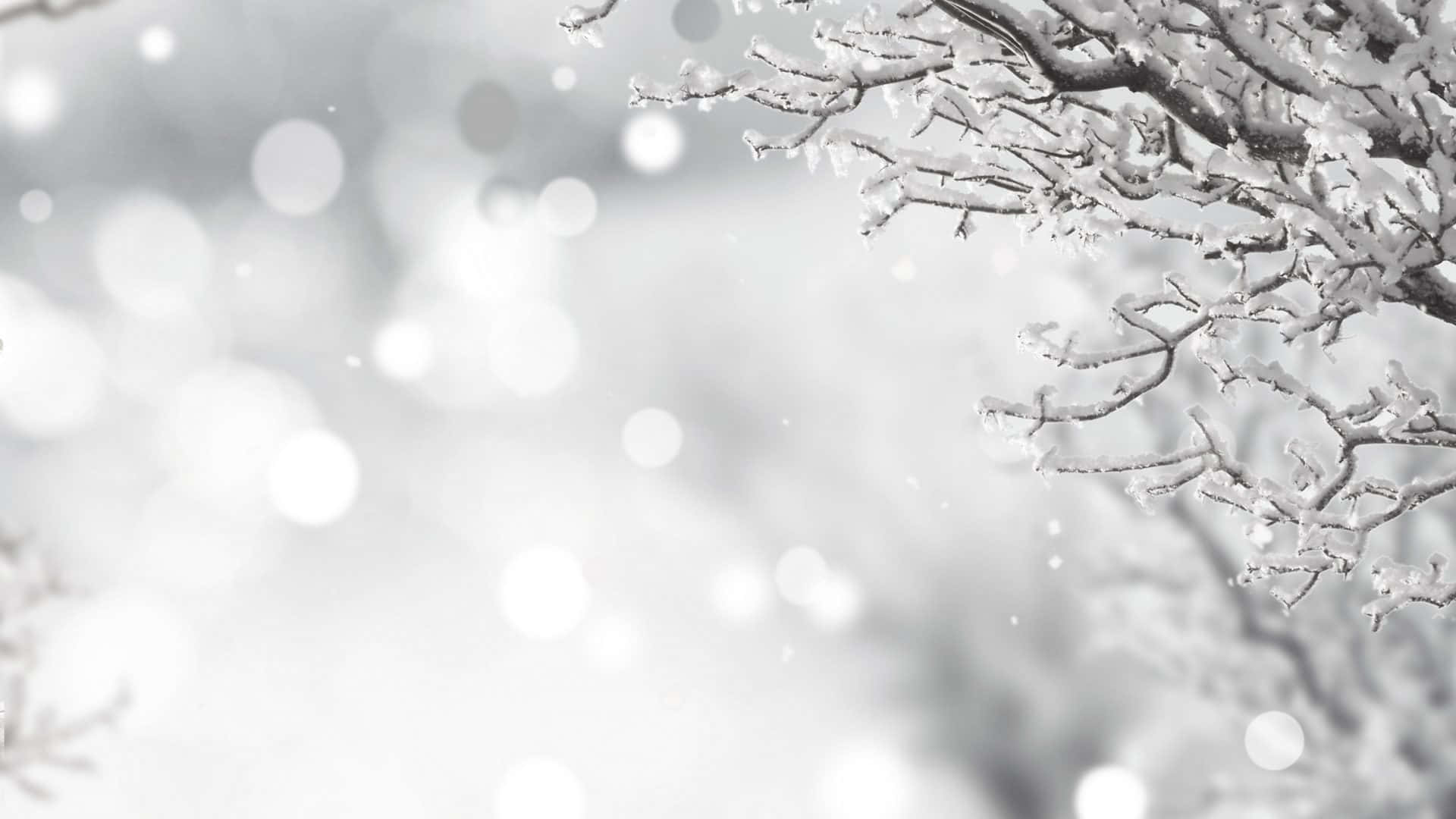被雪覆蓋的樹枝，背景是柔和模糊的冬日景色。