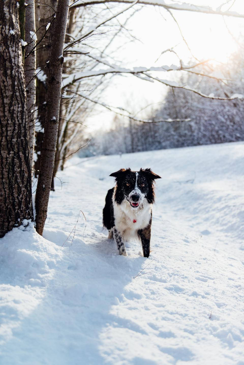 黑白可愛幼犬在雪地 壁紙 — 一隻黑白邊境牧羊犬在陽光明媚、樹木光禿禿的雪地森林中快樂地奔跑。