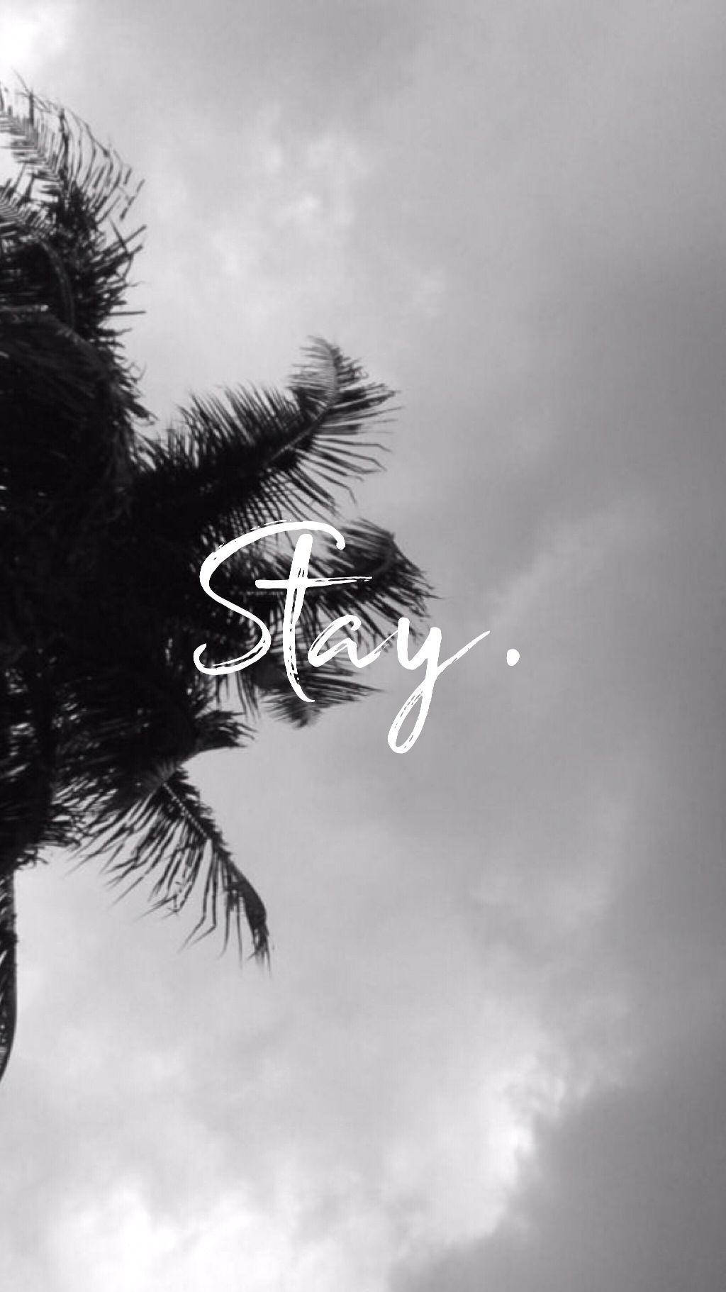 黑白天空美學Tumblr 壁紙 — 單色棕櫚葉在陰天背景下框住「Stay」一詞，形成極簡主義字體桌布。