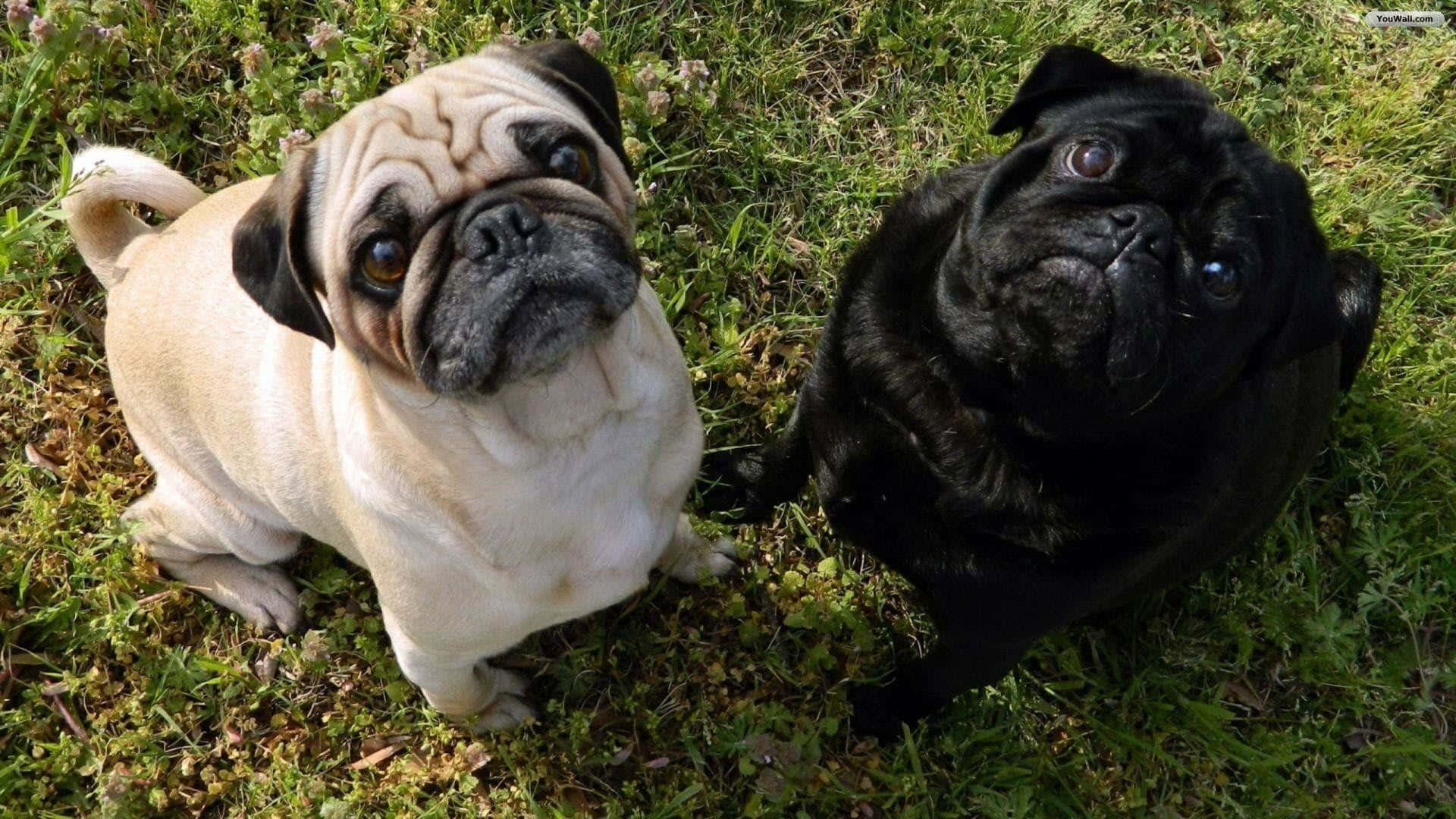 兩隻八哥犬坐在草地上抬頭看著相機