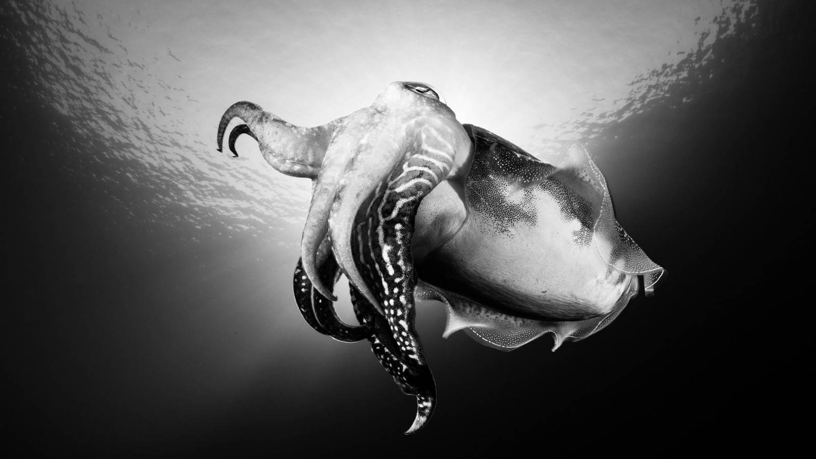 黑白常見墨魚 壁紙 — 一張黑白水下照片捕捉到一隻墨魚在黑暗海洋背景下優雅漂浮，帶有複雜圖案和觸手。