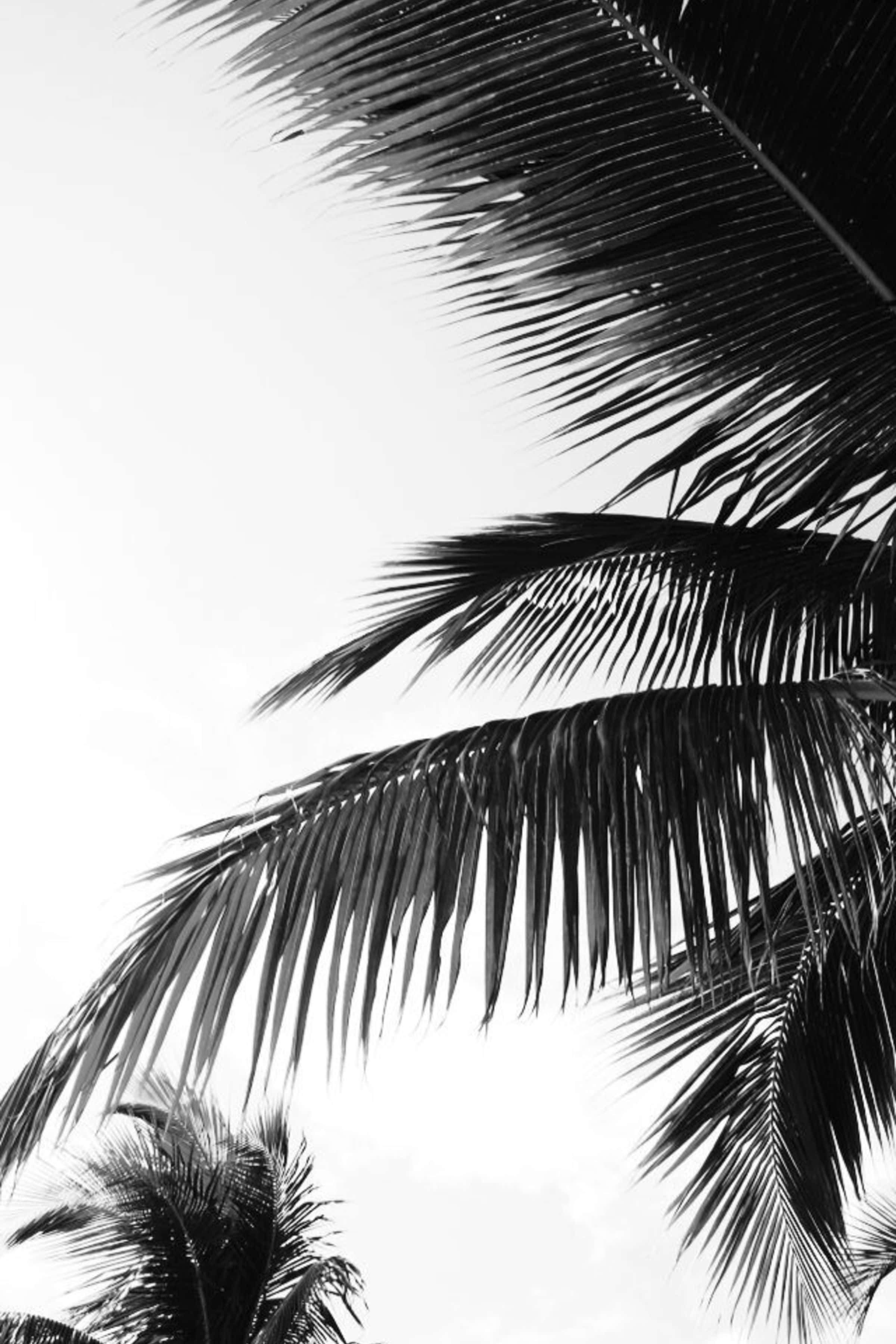 黑白攝影中強勢的棕櫚樹剪影 壁紙 — 大膽的黑色棕櫚葉在純白天空的襯托下優雅地彎曲，形成高對比度的黑白構圖。