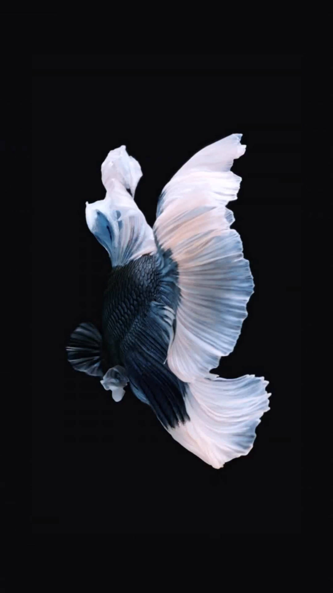 黑白暹羅鬥魚 iPhone 壁紙 — 一條擁有飄逸白色和藍色魚鰭的鬥魚，在純黑色背景下優雅地滑行。