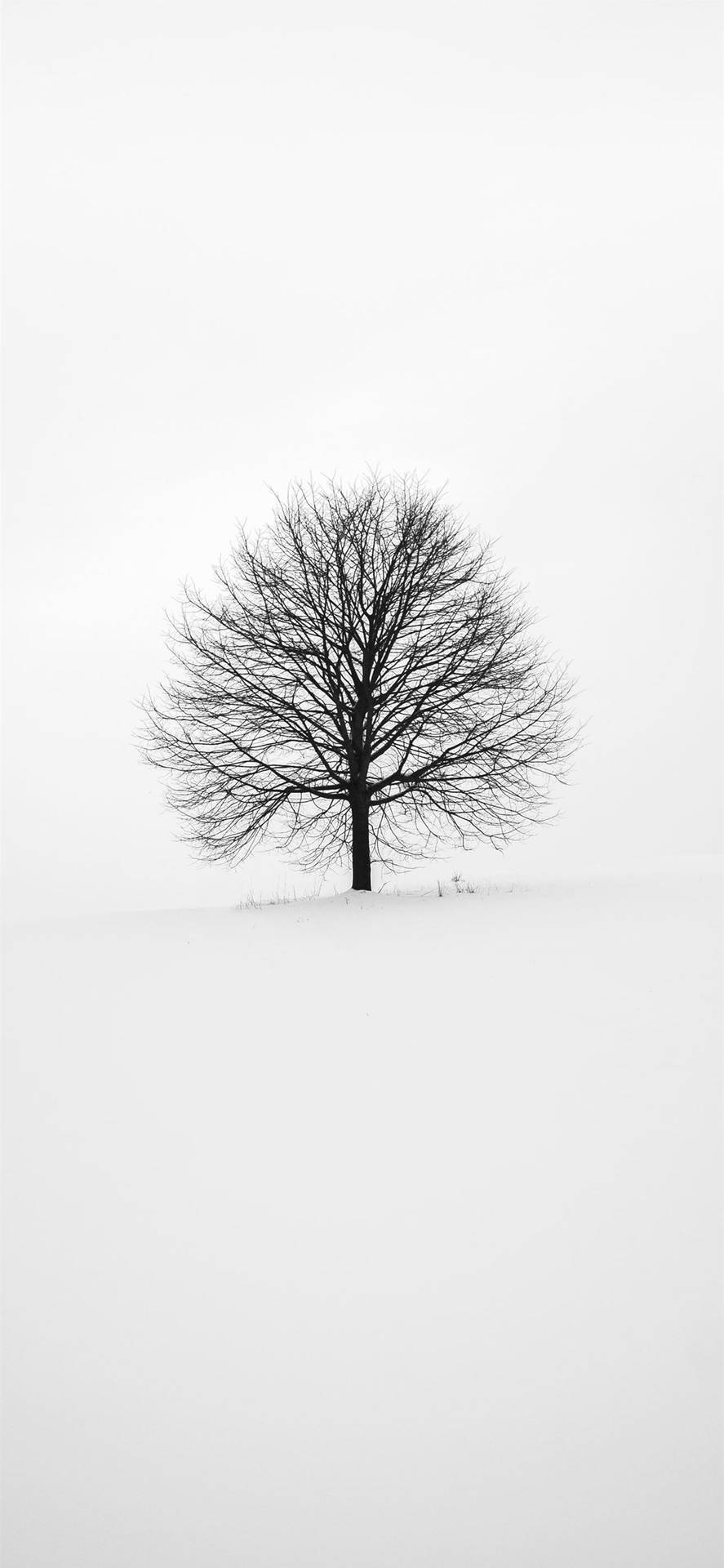 灰色冬日天空下，深雪中一棵孤獨的裸樹。