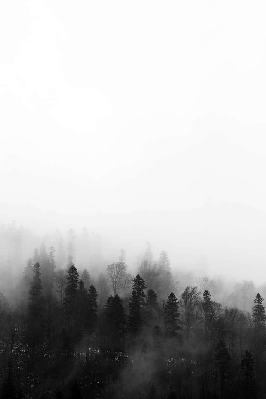 剪影般的松樹從濃霧中升起，構成寧靜的黑白森林場景。