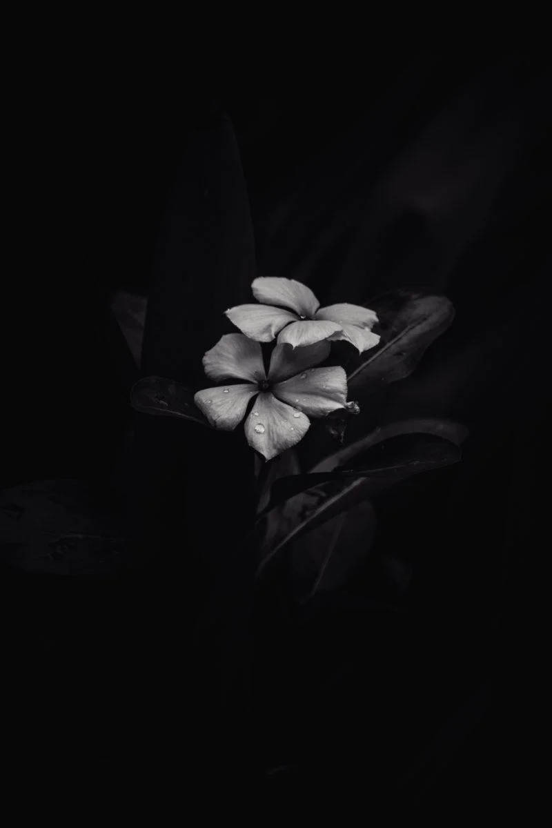 一朵帶有水珠的白色花朵在黑色背景下脫穎而出。 — 花 壁紙