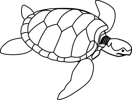 黑白海龜插畫 壁紙