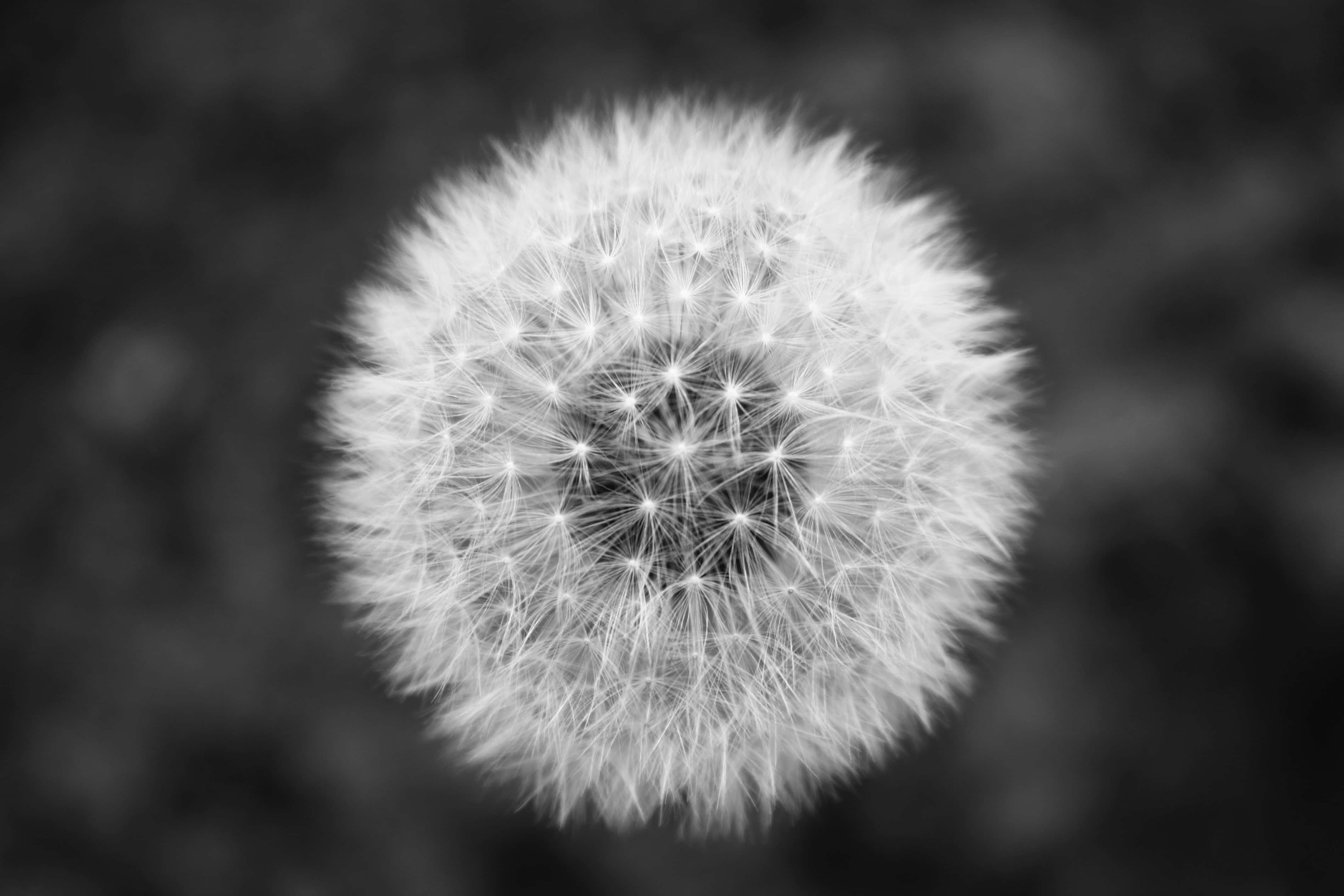 黑白照片中的蒲公英 壁紙