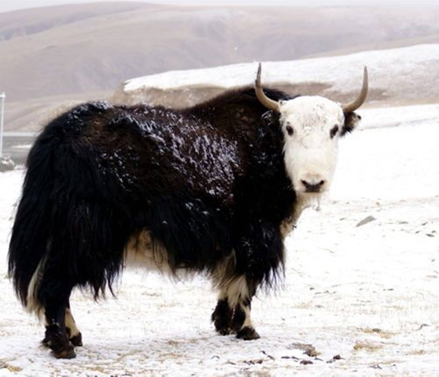 一頭黑白氂牛站在雪地上，背景有山丘。