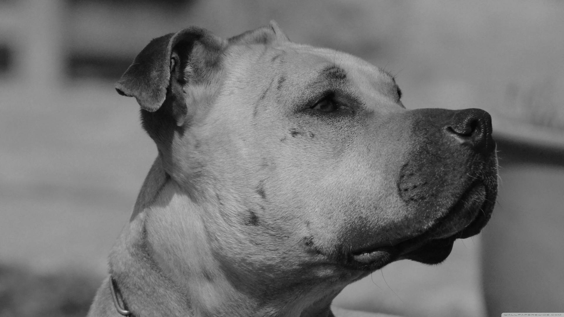 一隻黑白比特犬若有所思地向右凝視。