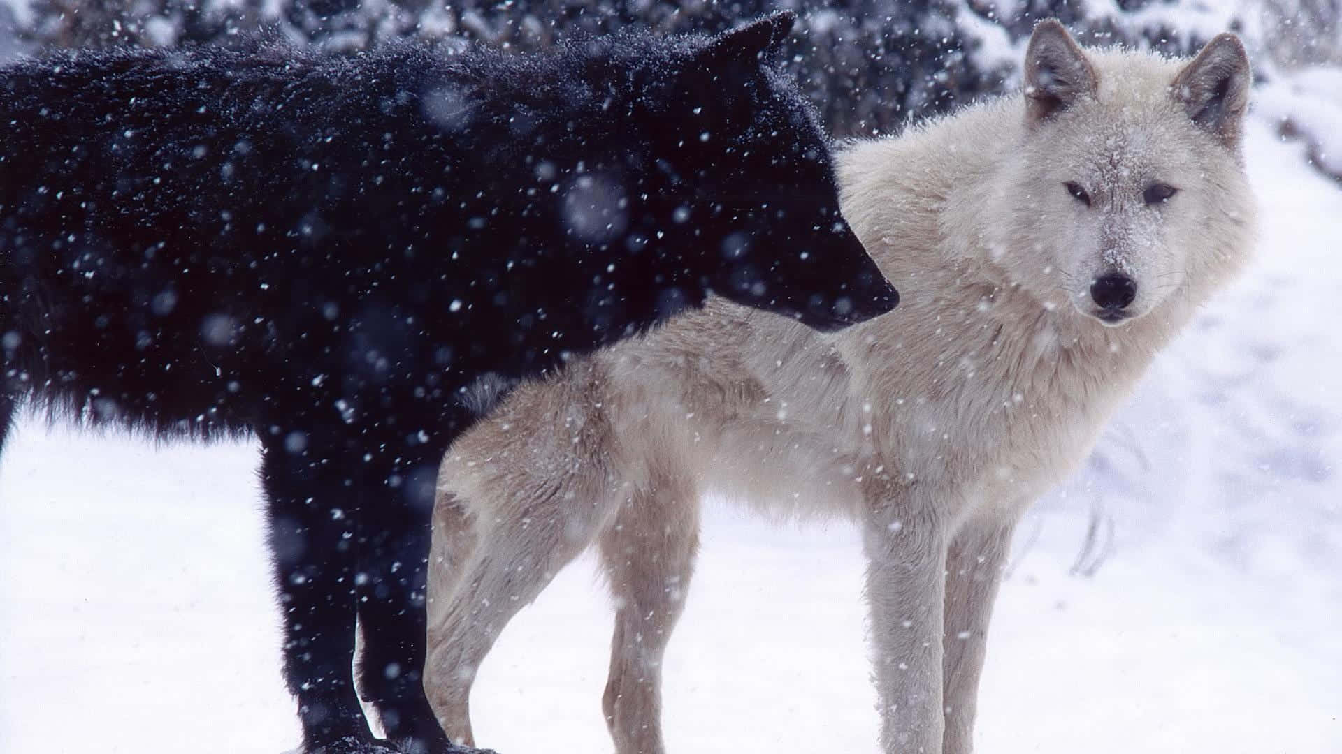 黑白狼圖 壁紙 — 一隻黑狼和一隻白狼並肩站在白雪覆蓋的森林中，雪花在它們周圍飄落。