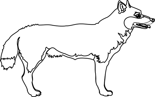 黑白狼插圖 壁紙