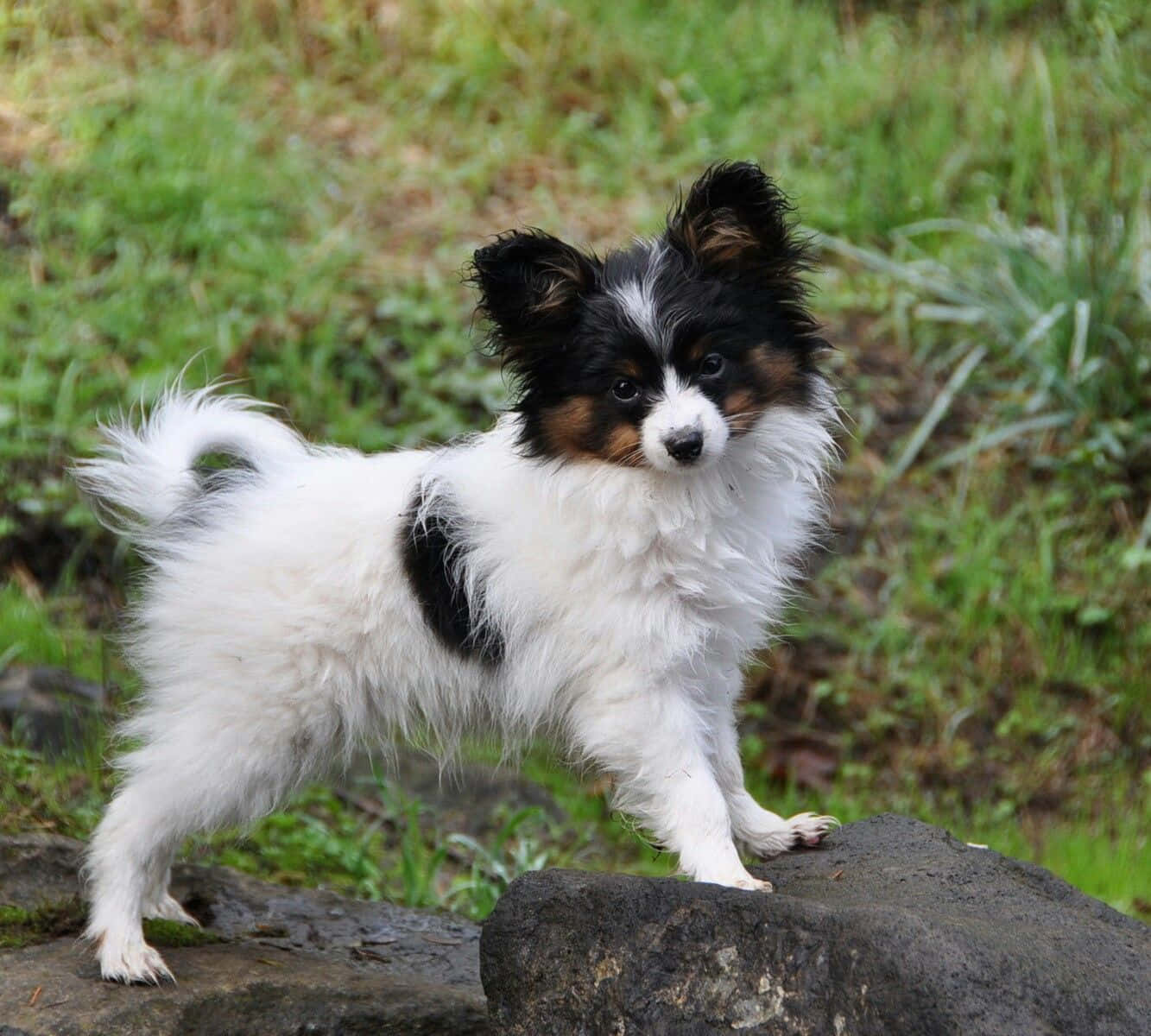 黑白相間巴比龍幼犬圖片 壁紙 — 一隻毛茸茸的黑白蝴蝶犬警覺地站在草地上長滿苔蘚的石頭上。