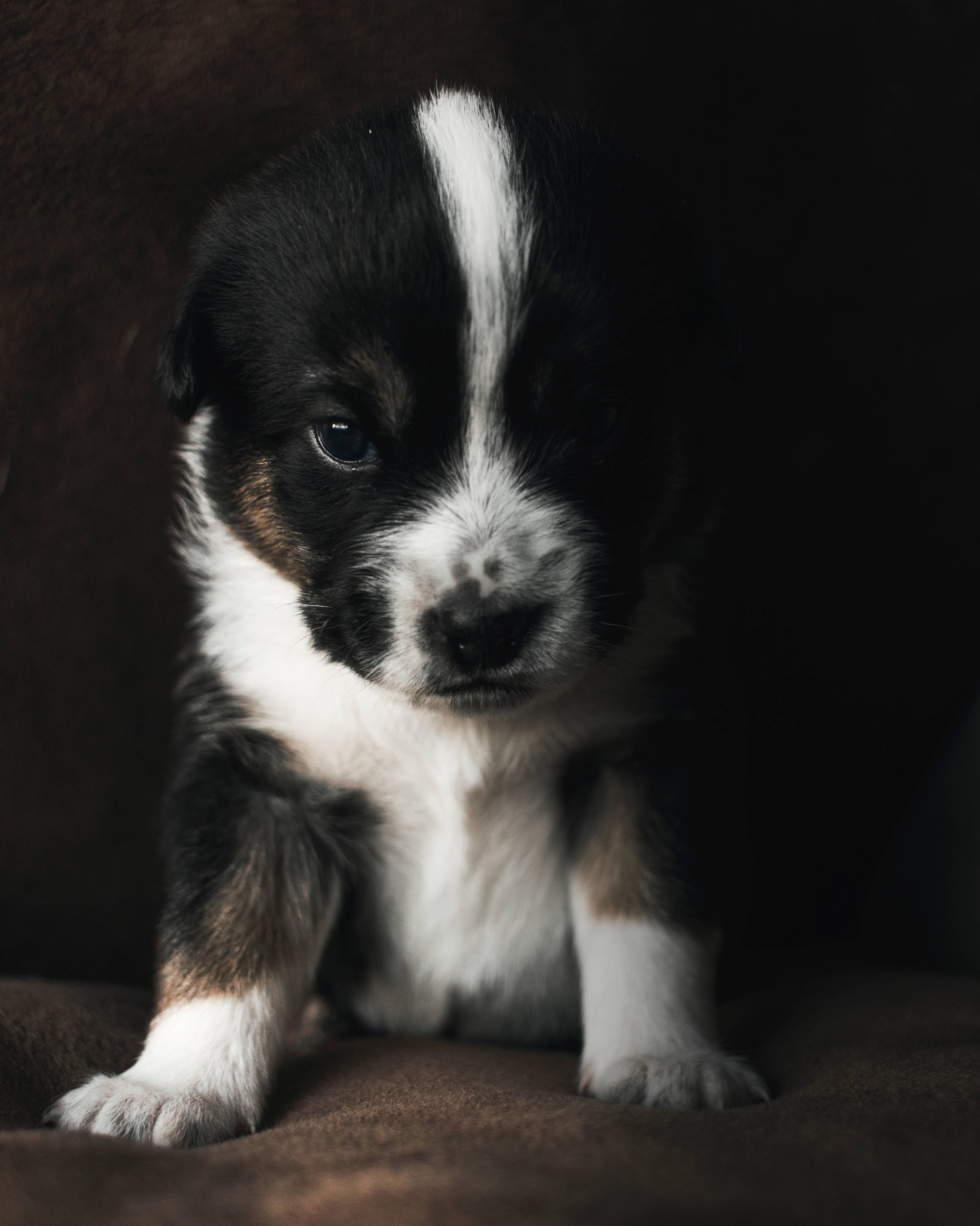 黑白相間幼犬坐沙發上 壁紙 — 一隻黑色、白色和棕褐色的小狗警覺地坐在棕色紋理表面上，柔和的光線突顯了牠好奇的表情。