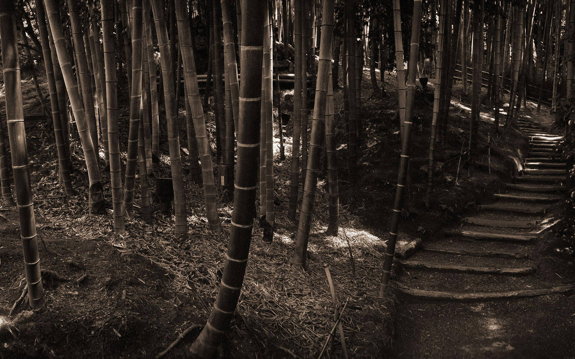 黑白竹林高清影像 壁紙 — 一條蜿蜒的石徑穿過茂密的竹林，沐浴在戲劇性的棕褐色調光線中。