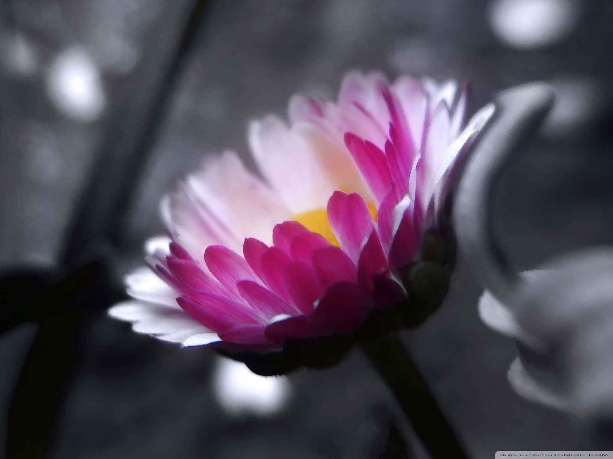黑白粉花灰階 壁紙
