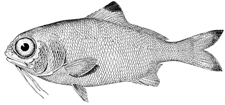 黑白細緻魚類插畫 壁紙