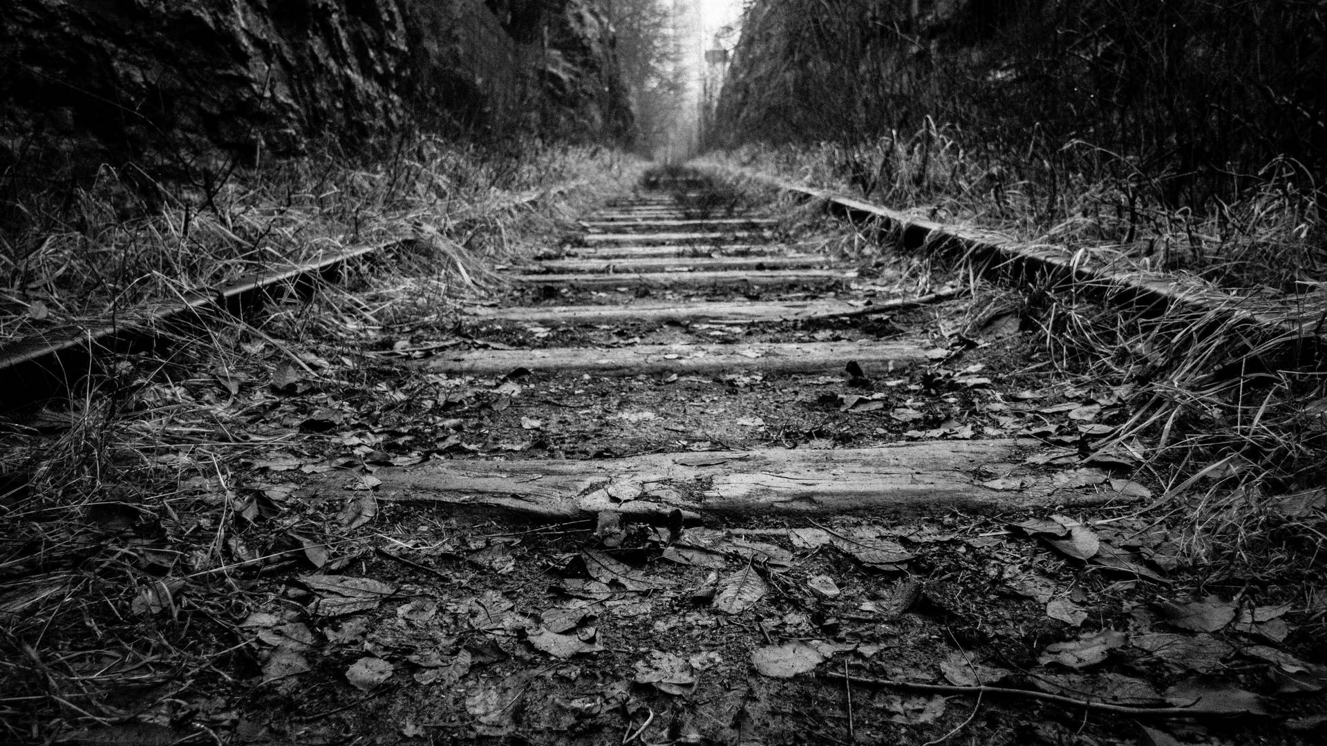 廢棄的鐵路軌道消失在迷霧森林隧道中。