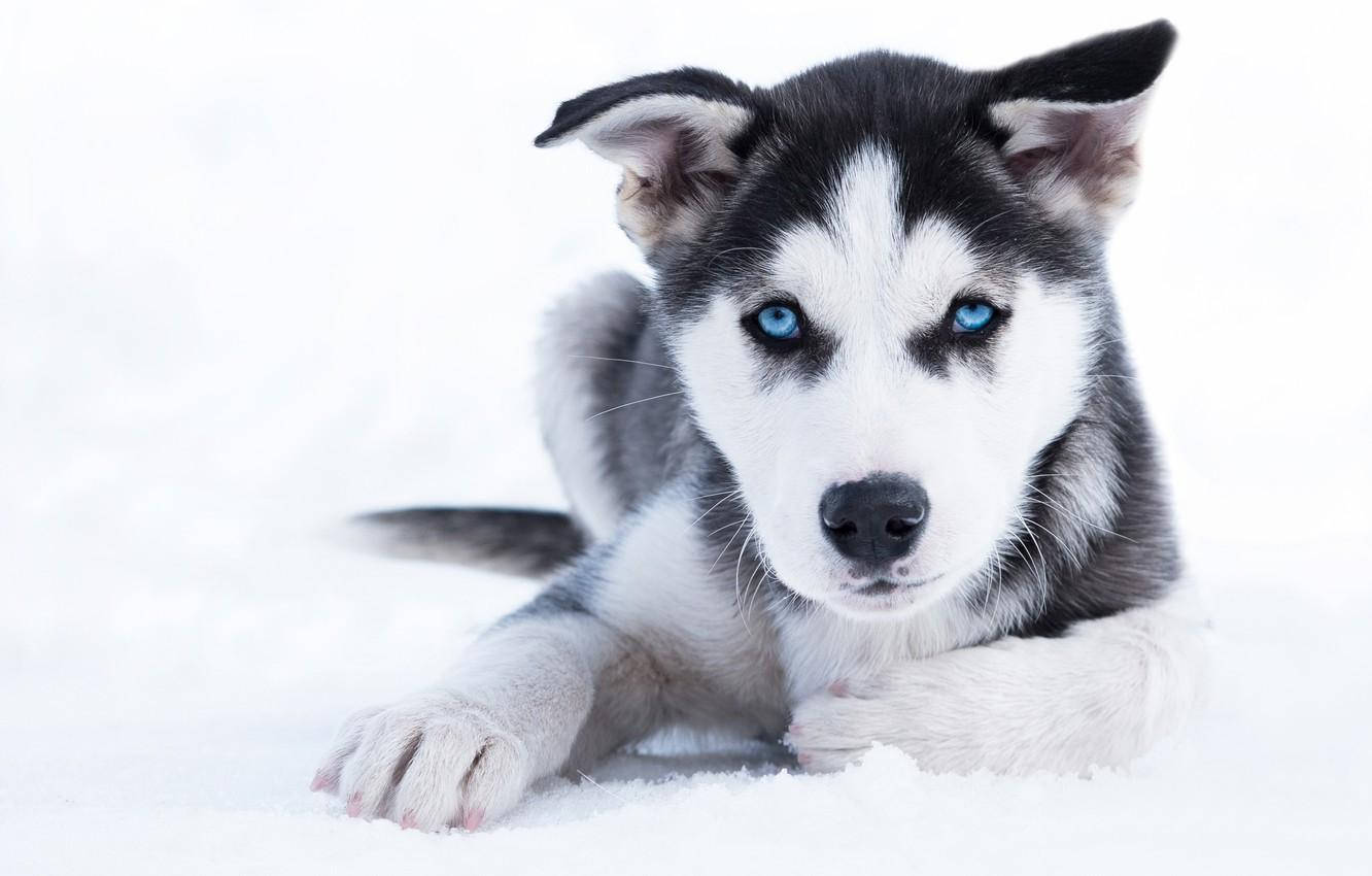 黑白色哈士奇幼犬臥在雪中 壁紙 — 一隻擁有銳利藍眼睛的年輕哈士奇幼犬，平靜地躺在雪地裡，直視鏡頭。