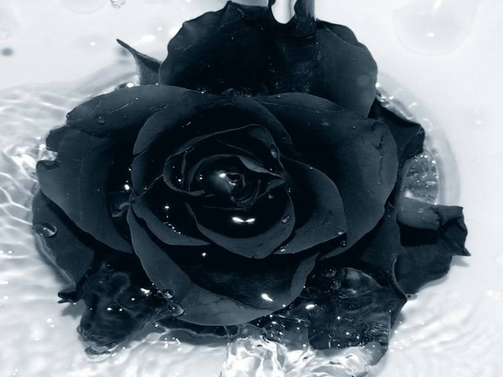 一朵黑玫瑰漂浮在水中，花瓣上有水滴。