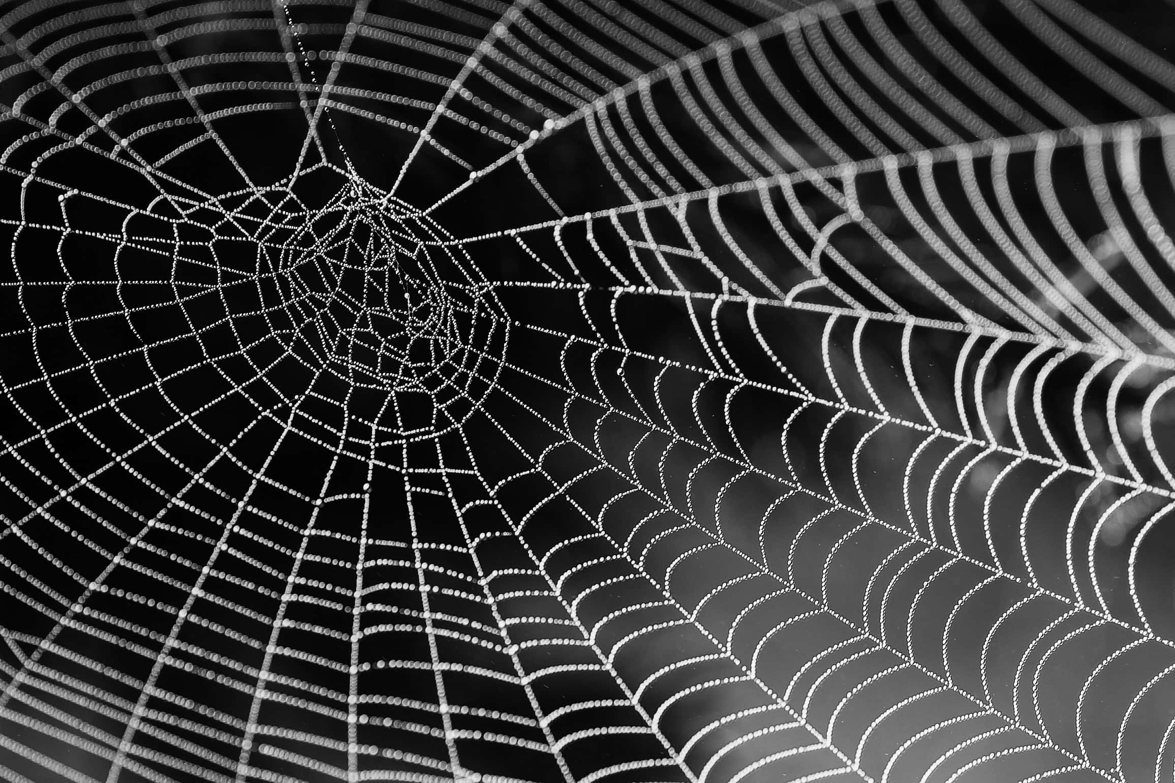 Cobwebs 桌布 壁紙 — 黑白蜘蛛網特寫在黑暗背景下閃爍著露珠。