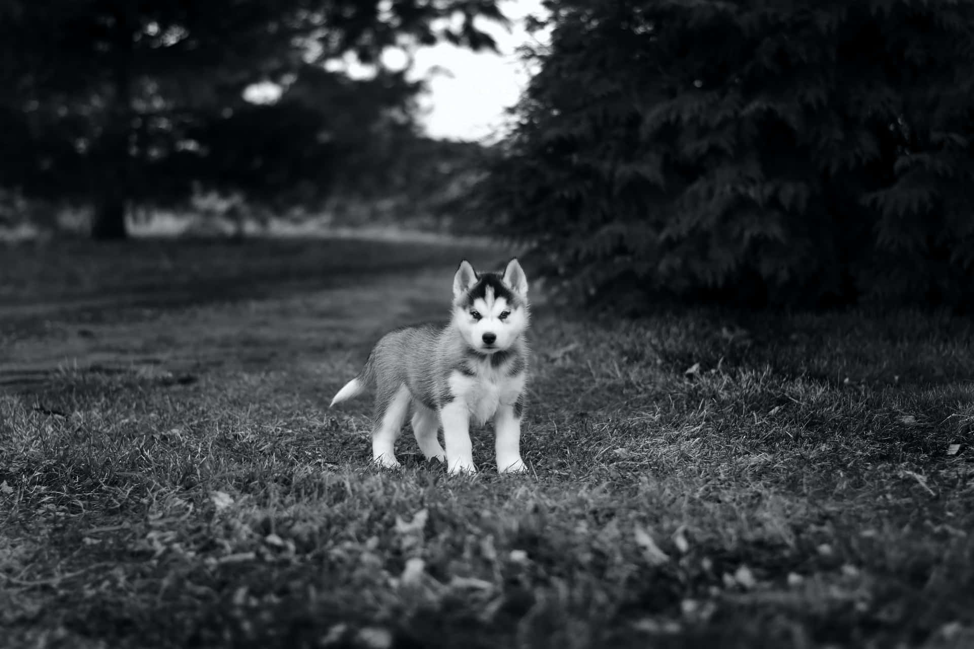 一隻哈士奇幼犬站在公園的草地上，後面有樹木。