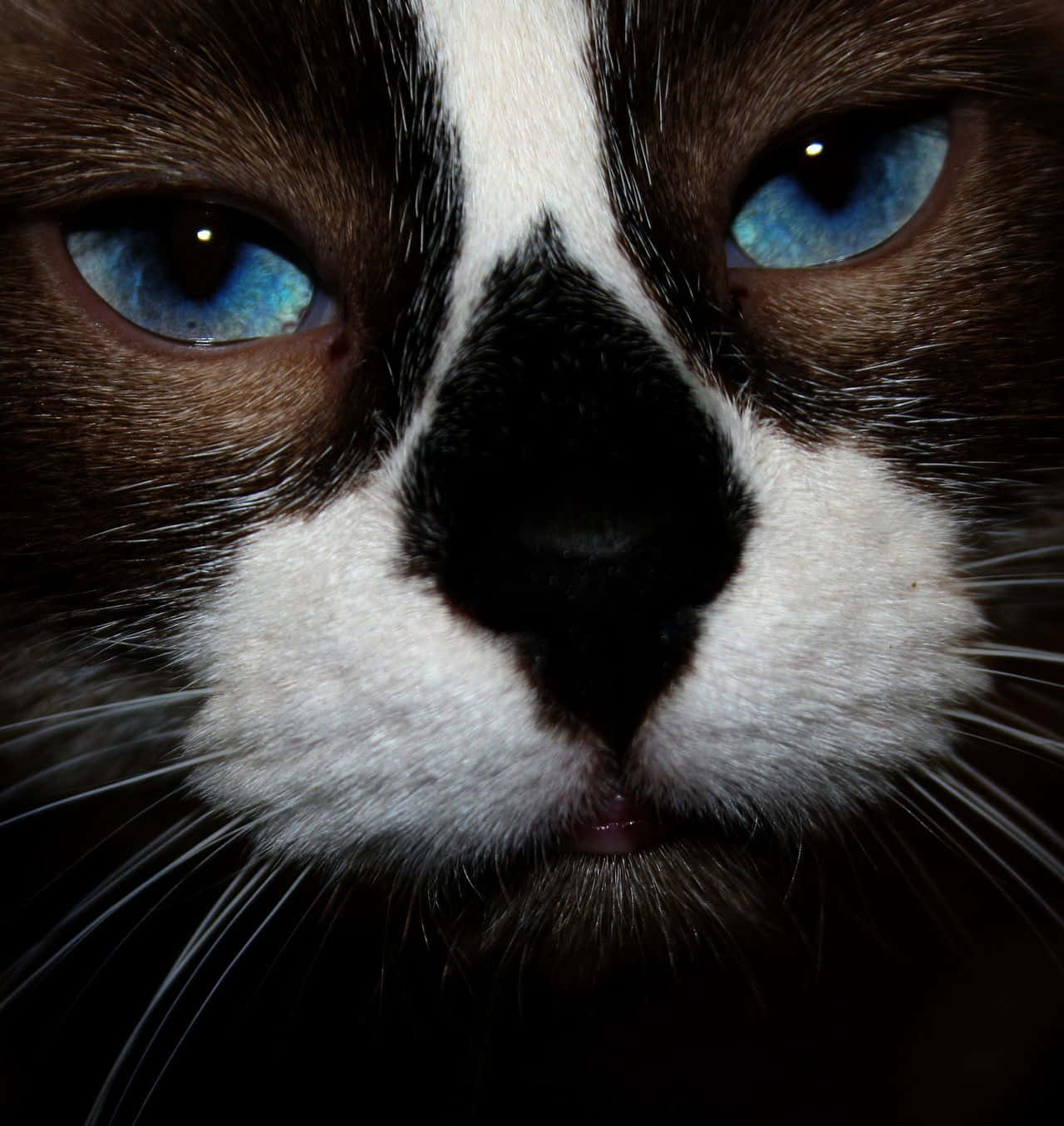 Snowshoe Cat 桌布 壁紙 — 黑白貓咪在昏暗燈光下，以引人注目的藍色眼睛直視鏡頭的特寫。