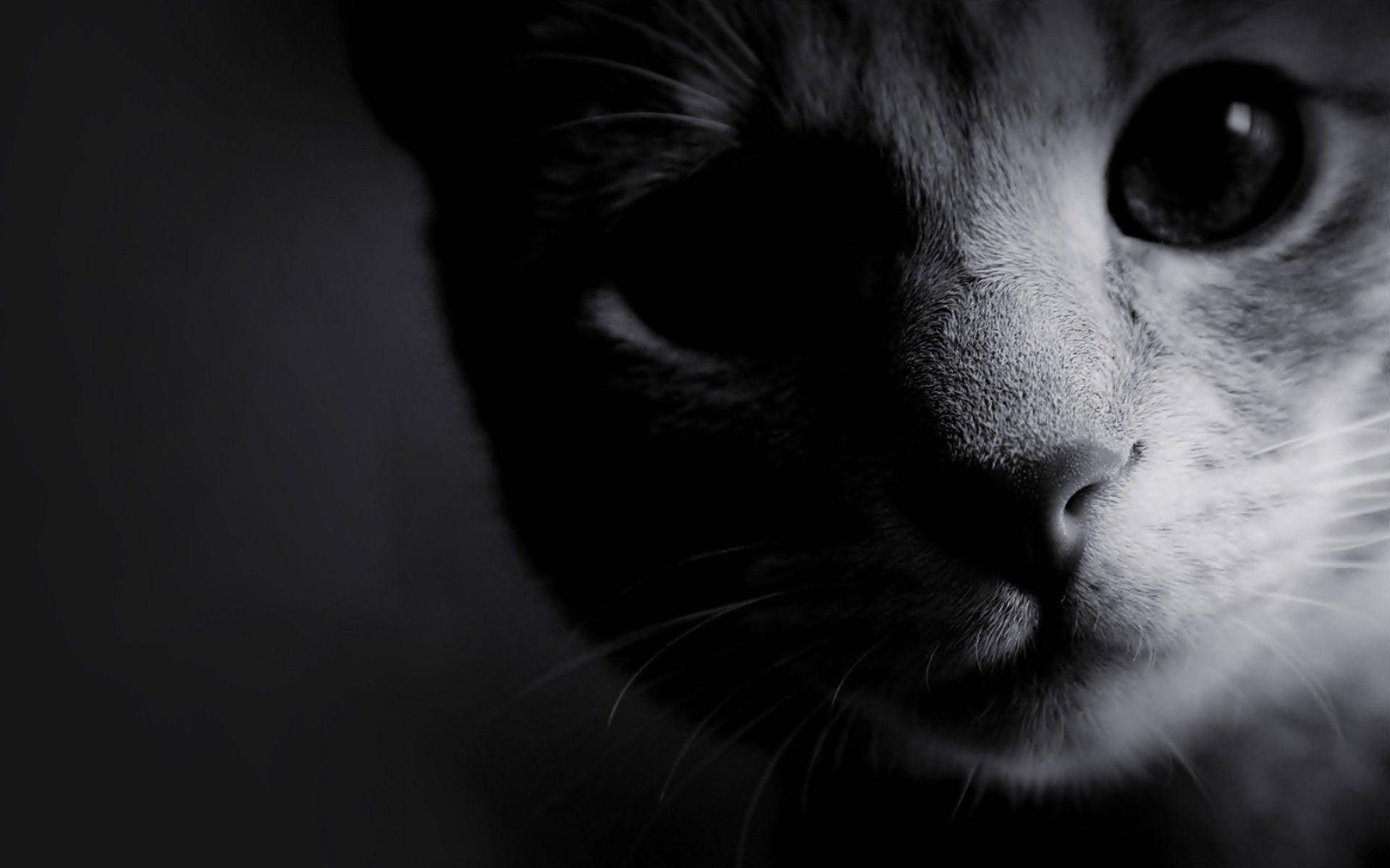 貓臉的特寫黑白，一隻眼睛對焦。