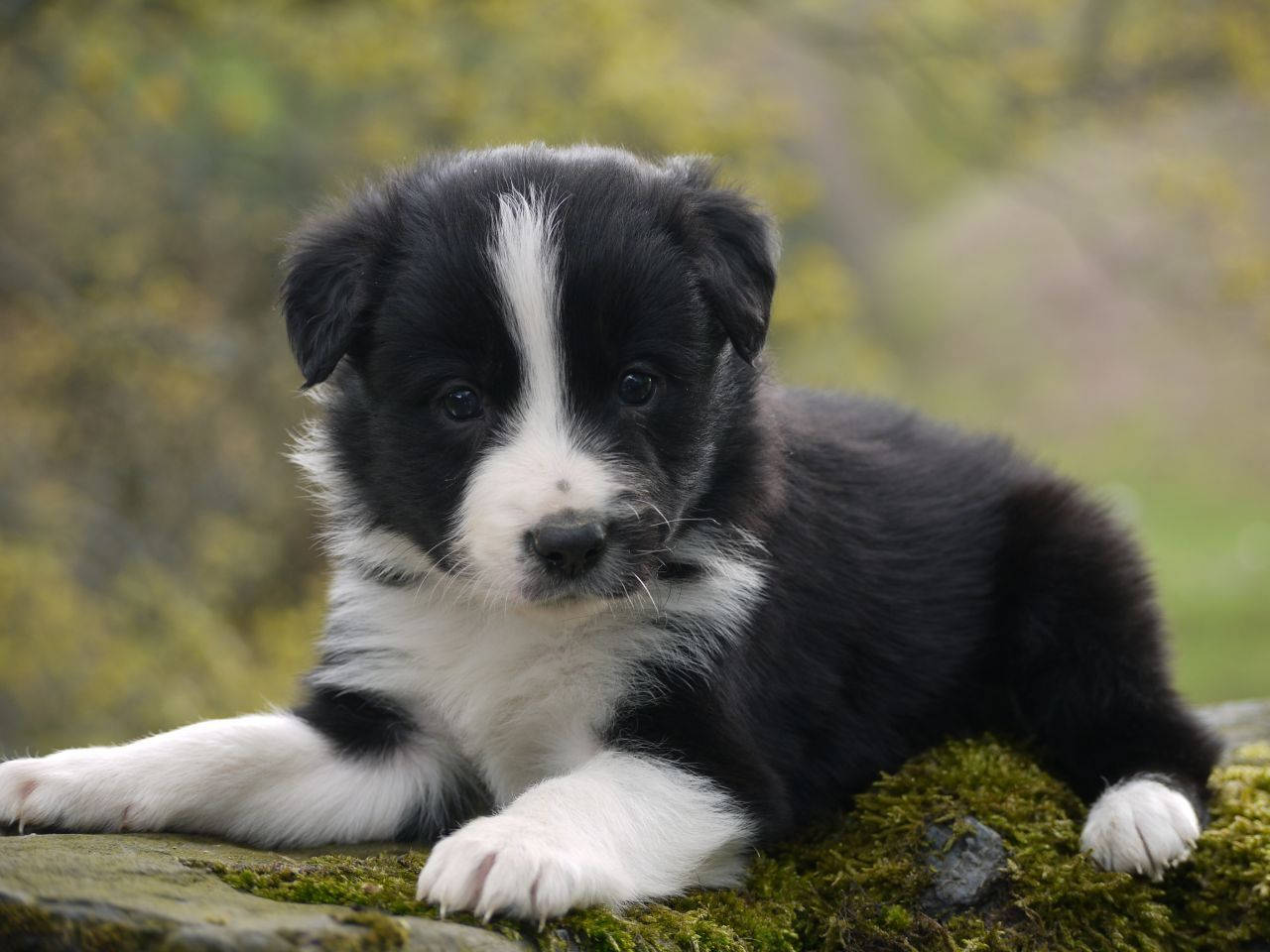 黑白邊境牧羊犬幼犬 壁紙 — 一隻黑白邊境牧羊犬幼犬喺一塊長滿苔蘚嘅石頭上休息，背景係柔和嘅綠色樹葉。