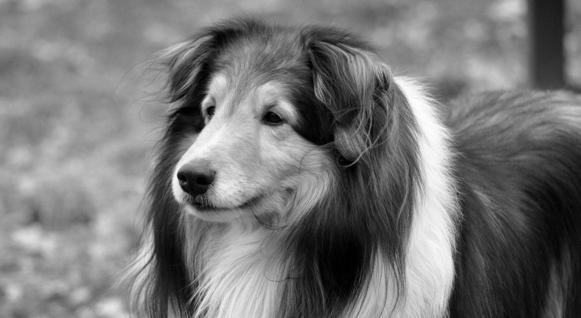 一隻長毛牧羊犬喺黑白中若有所思咁望住側邊。
