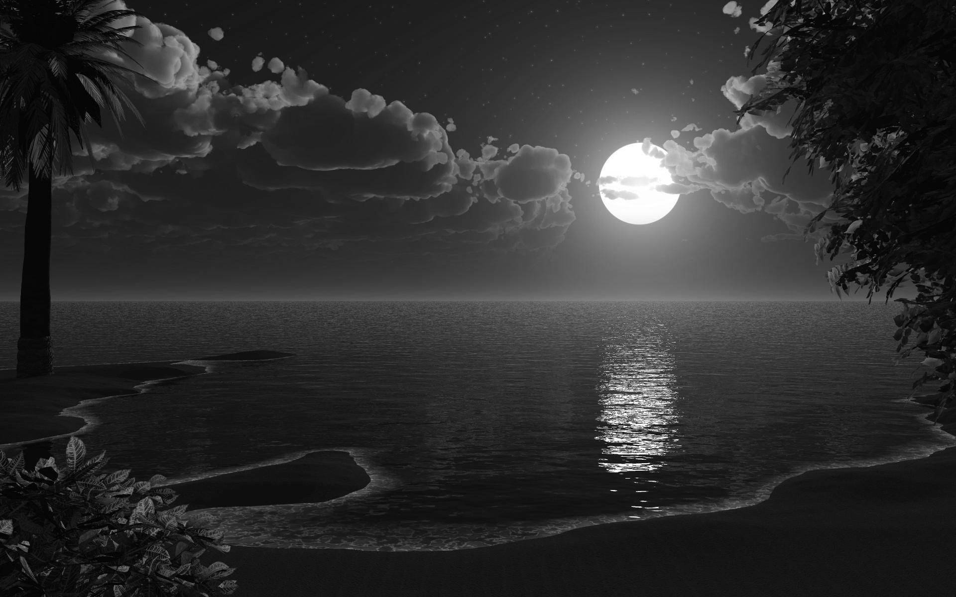 月光映照在夜晚棕櫚樹旁的平靜海面上。