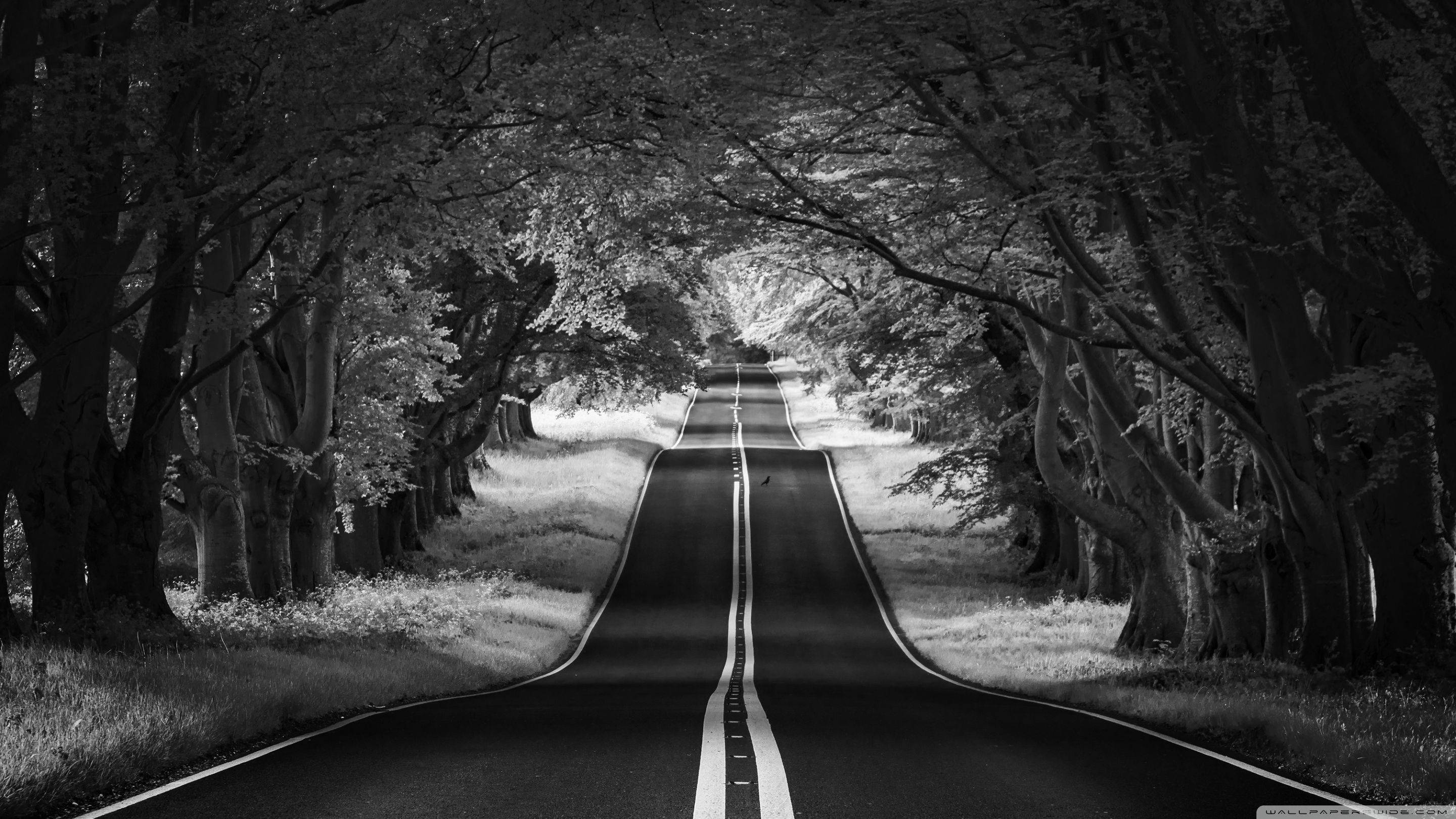黑白風格對稱道路 壁紙 — 一條黑白相間的道路穿過枝葉茂密的樹木隧道，延伸向明亮遙遠的地平線。