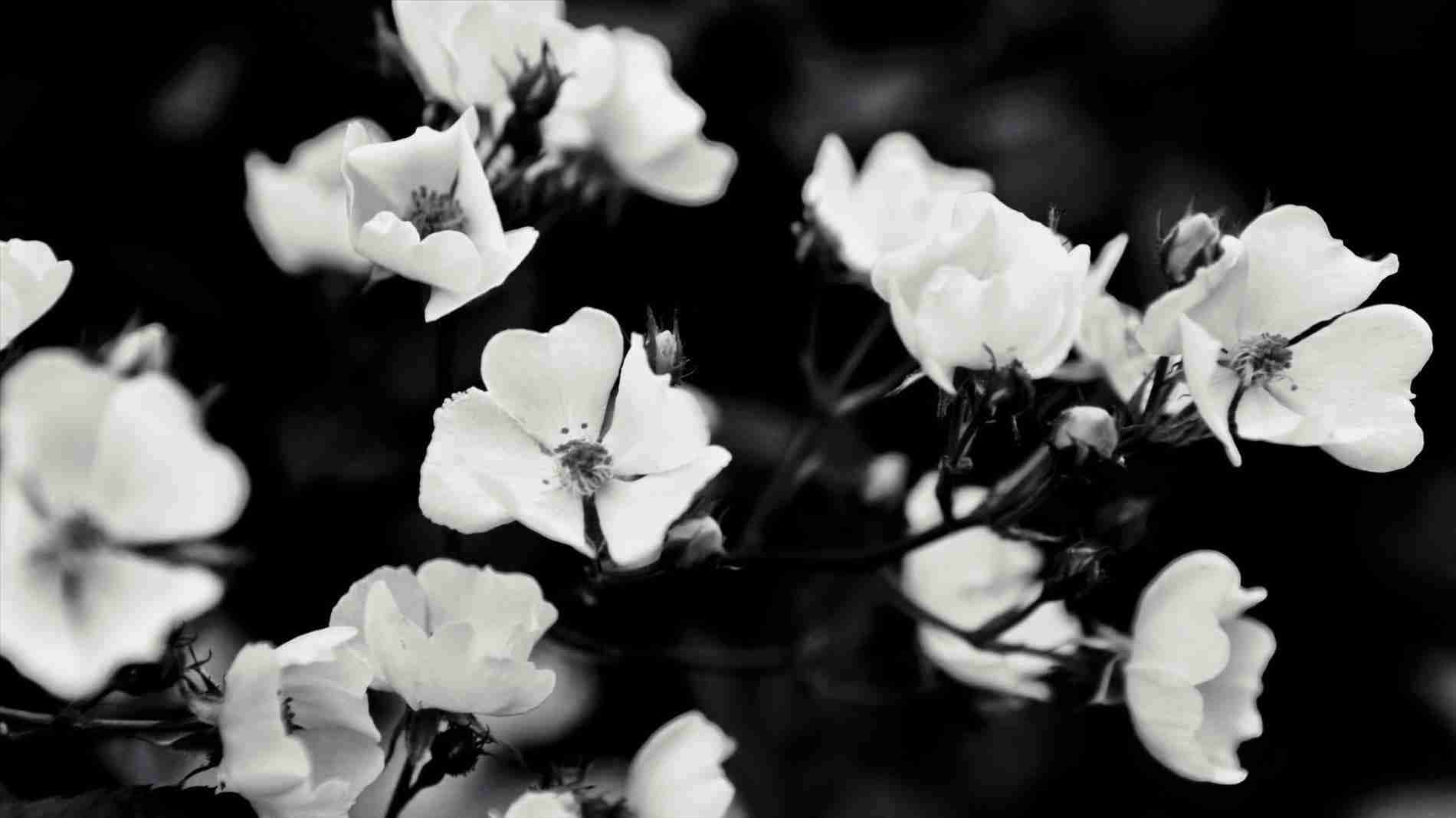 黑白風格盛開花卉 壁紙 — 精緻的白色花朵以高對比度黑白綻放，背景柔和散景。