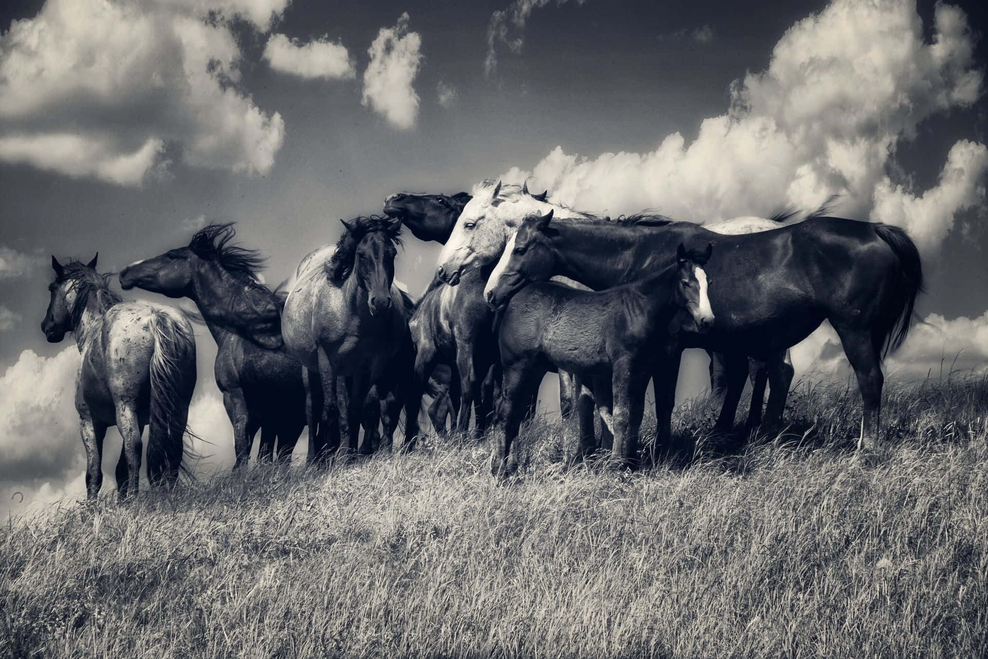 一群野馬站在長滿草的山丘上，天空多雲。